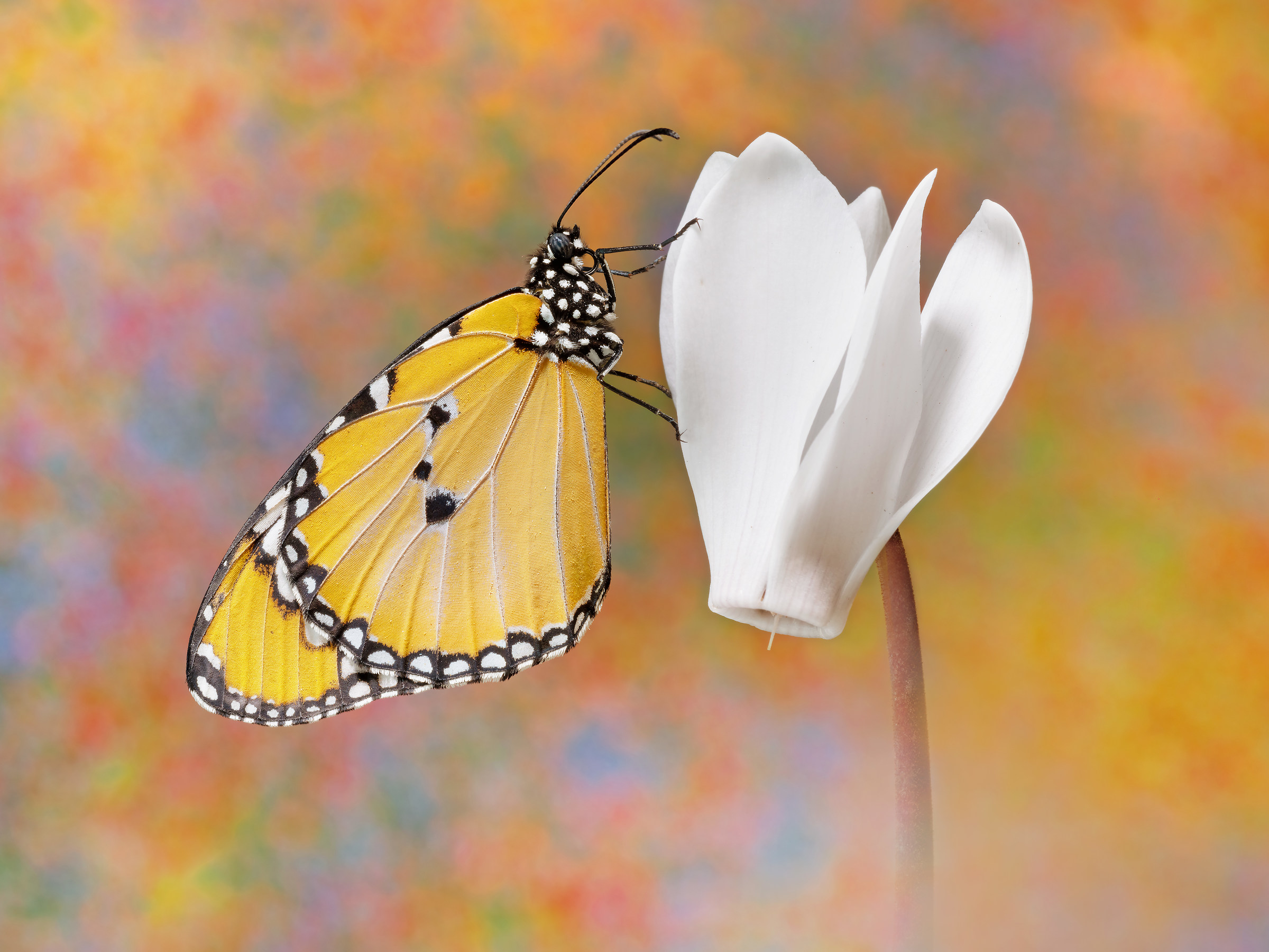 Danaus chrysippus (Linnaeus, 1758)