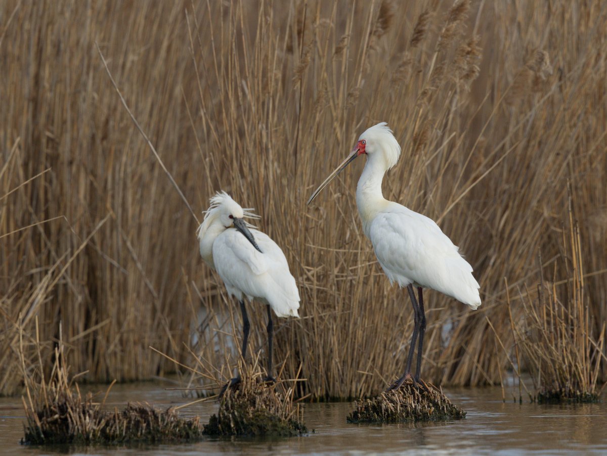 Spoonbills