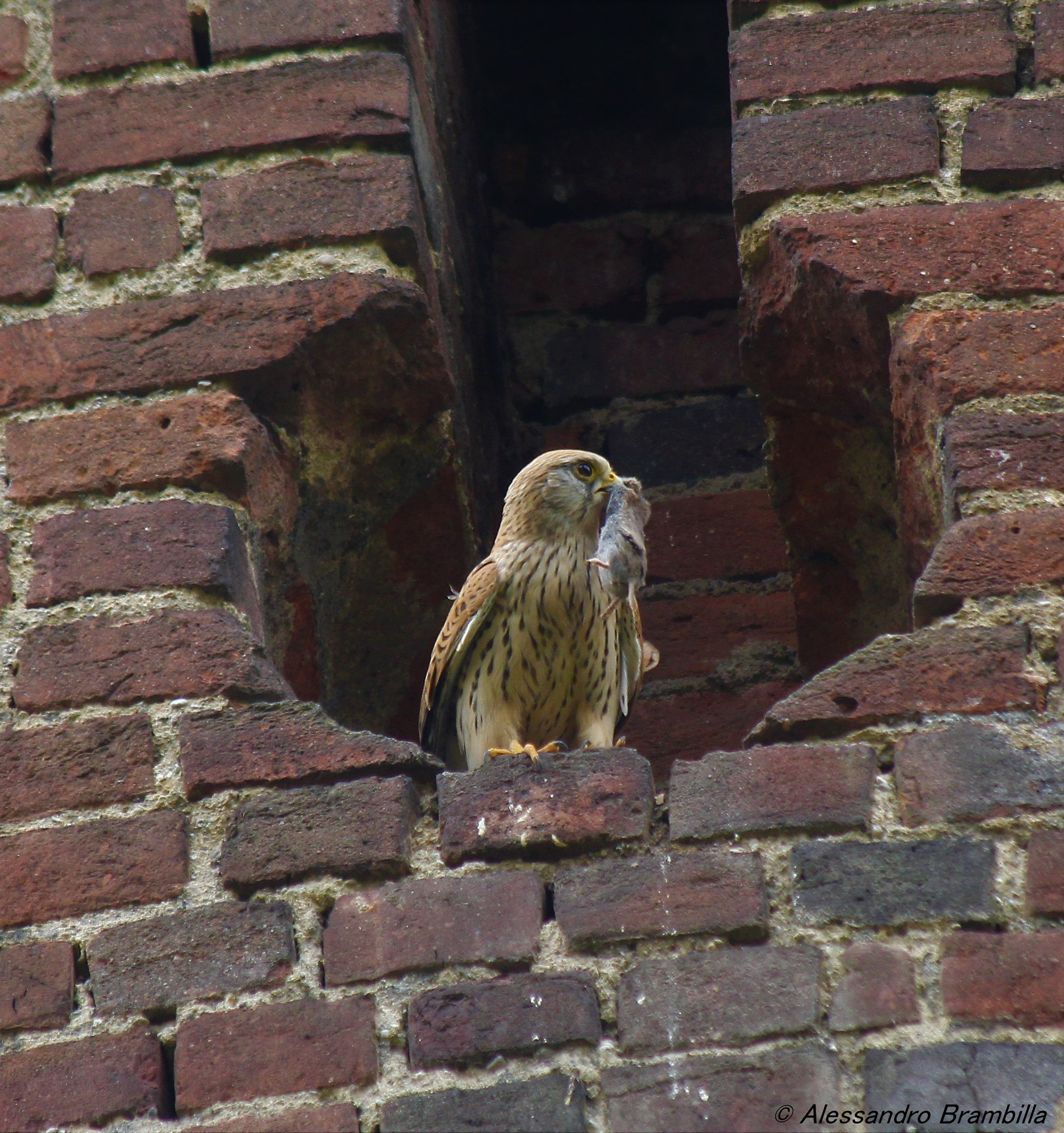 Female Geppio with Mouse