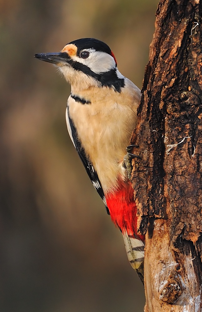Woodpecker ..