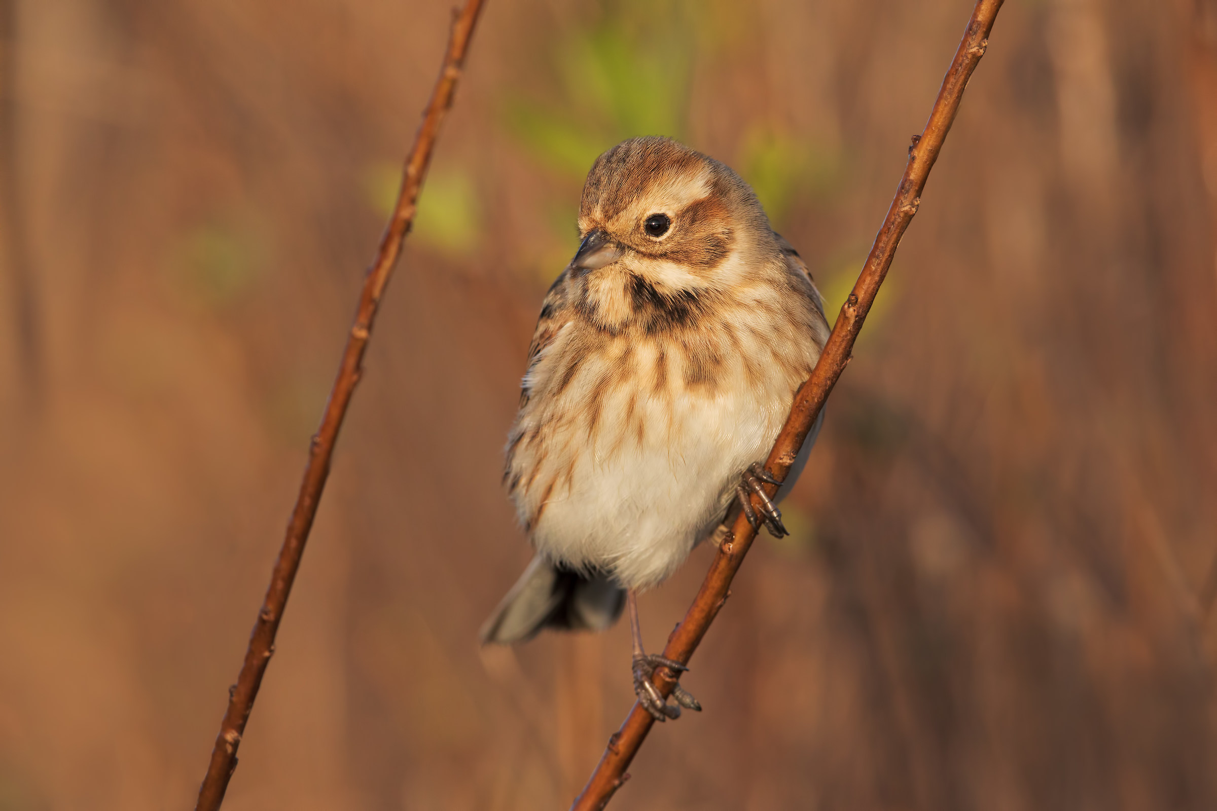 migliarino di palude