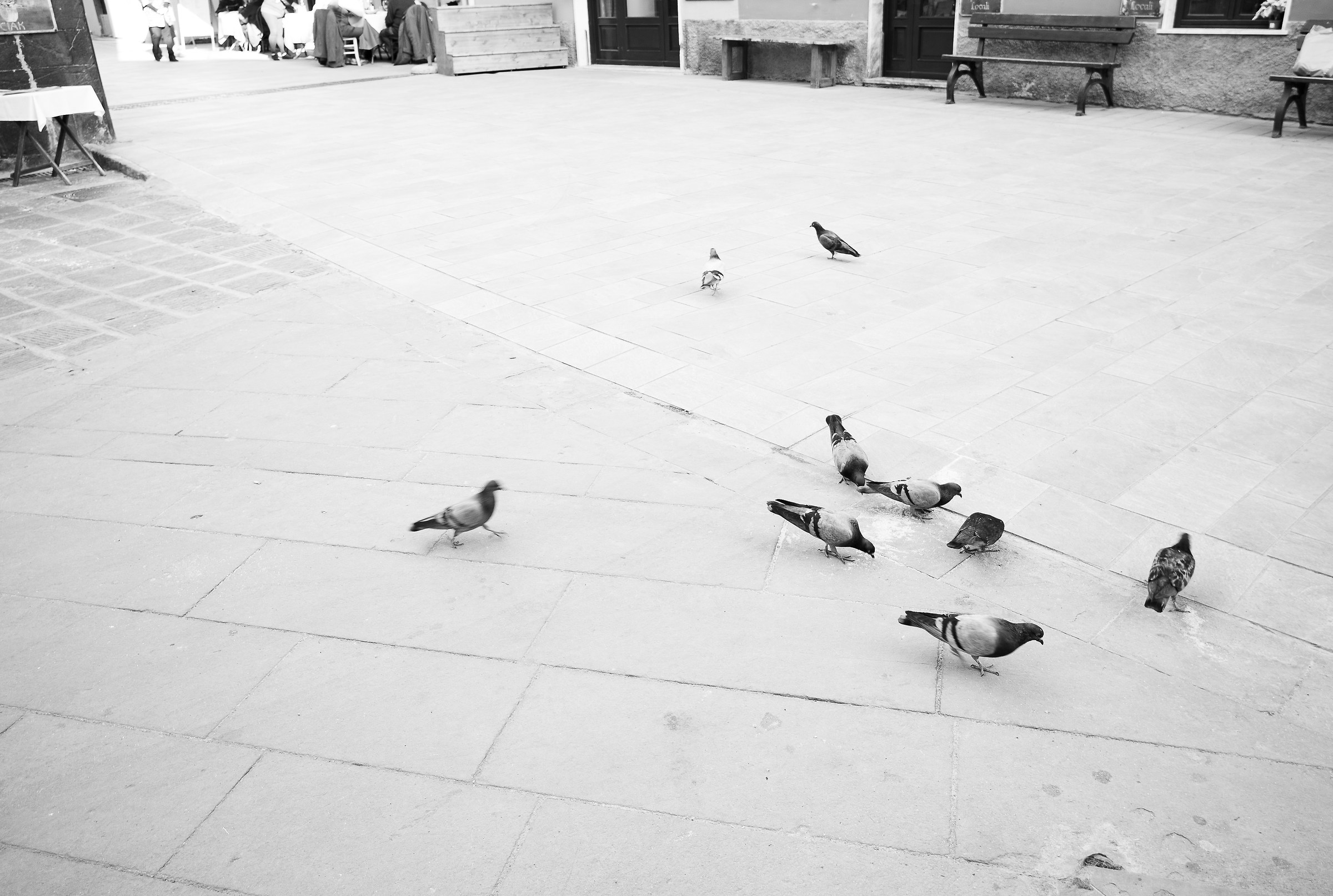 Pigeon is street (cit.)