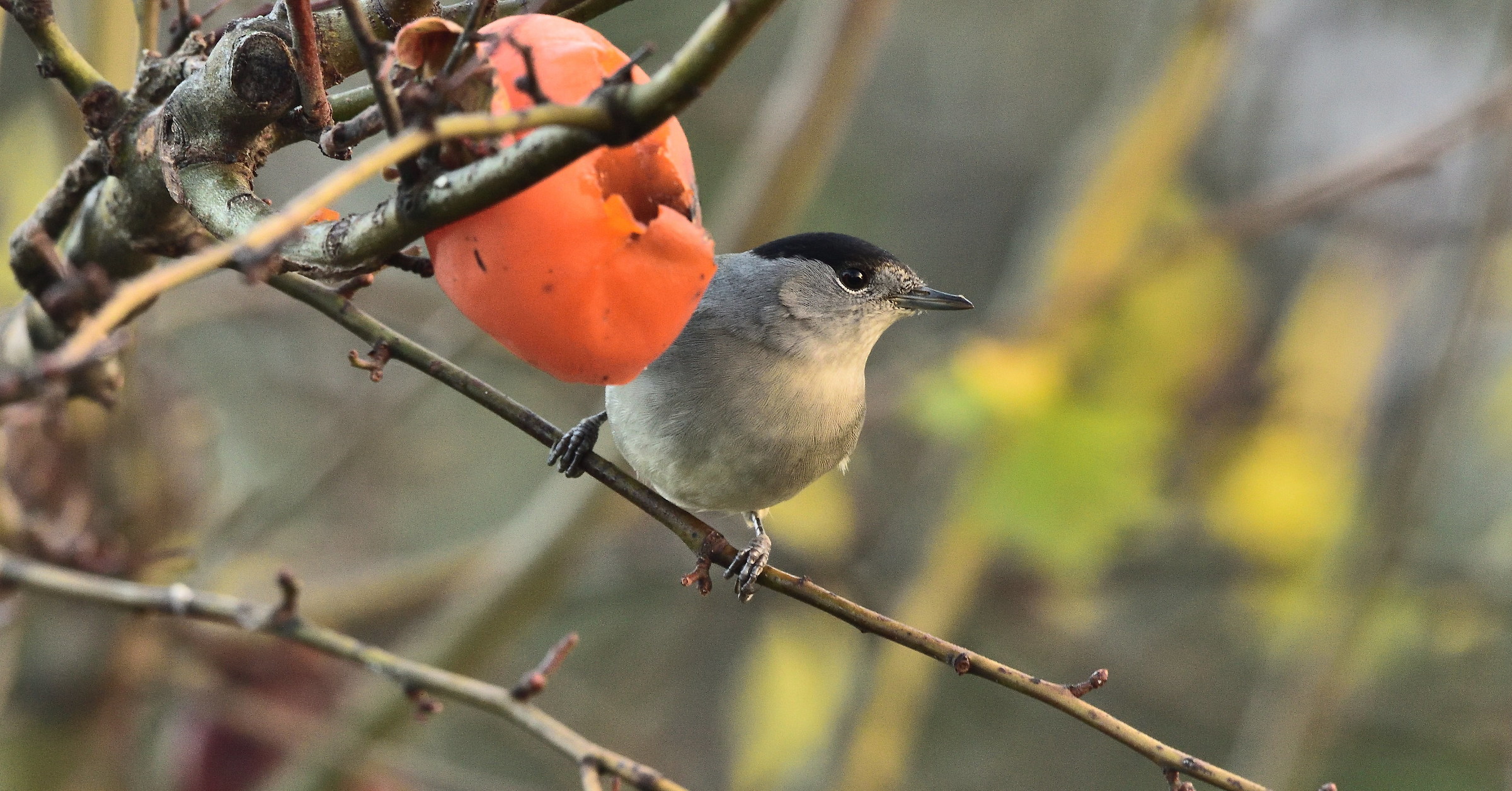 Blackcap
