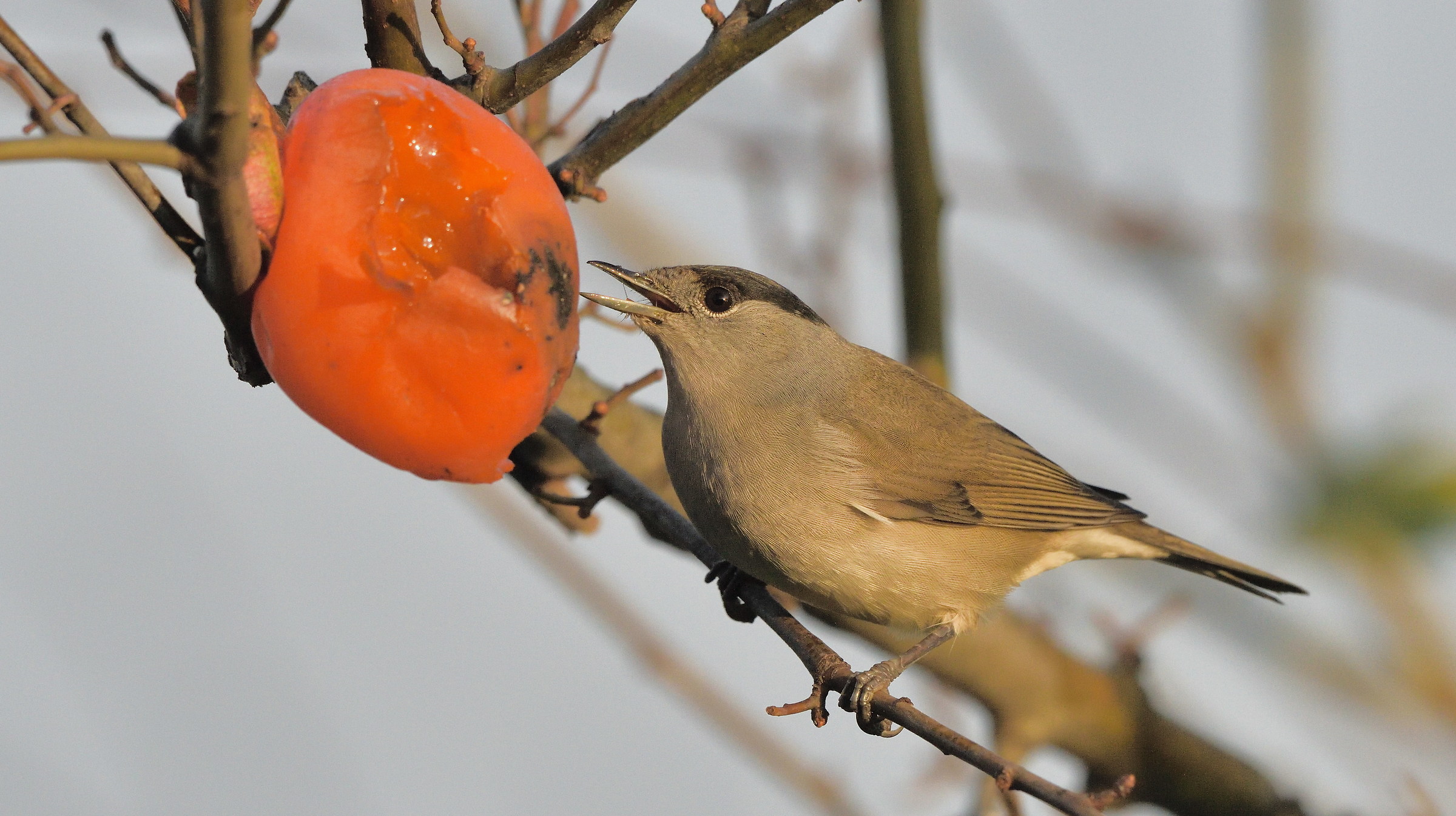 Blackcap
