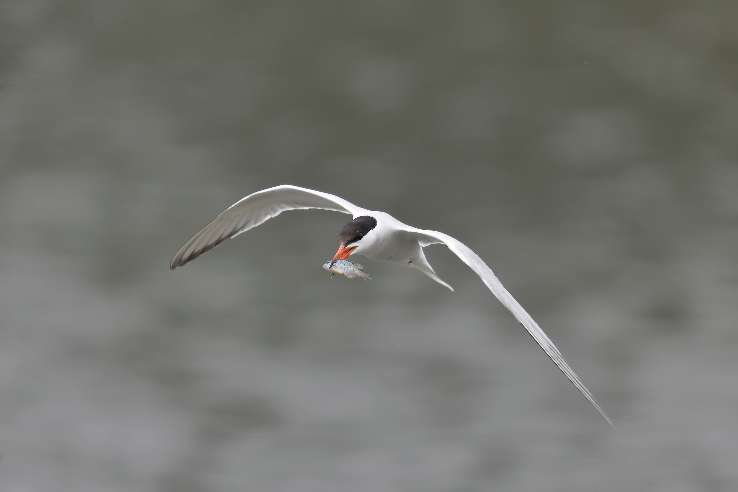 Tern