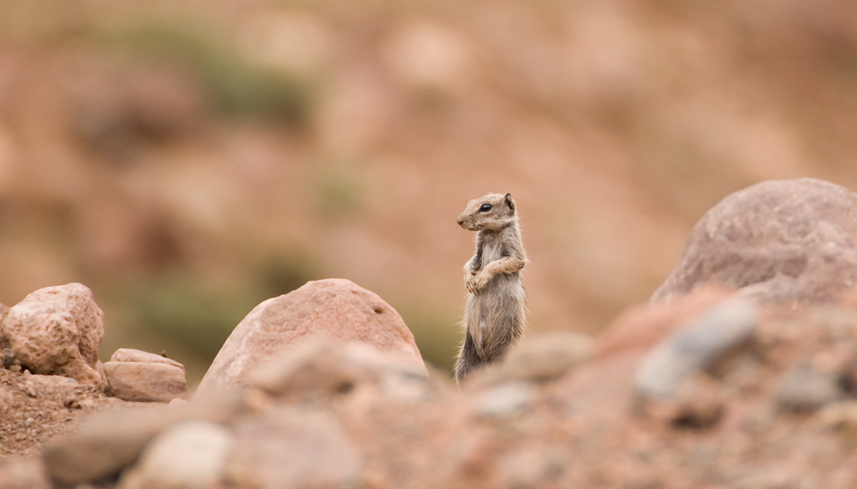 barbary ground squirrel