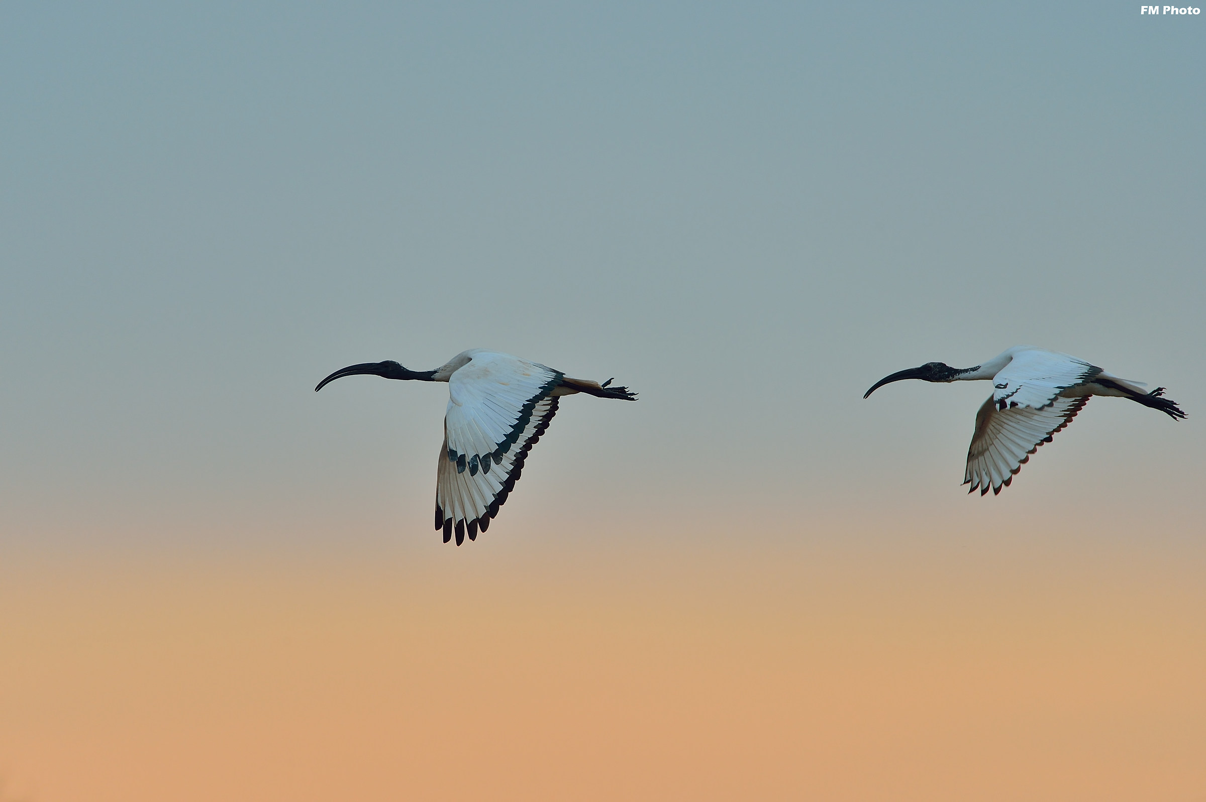 In flight at sunset