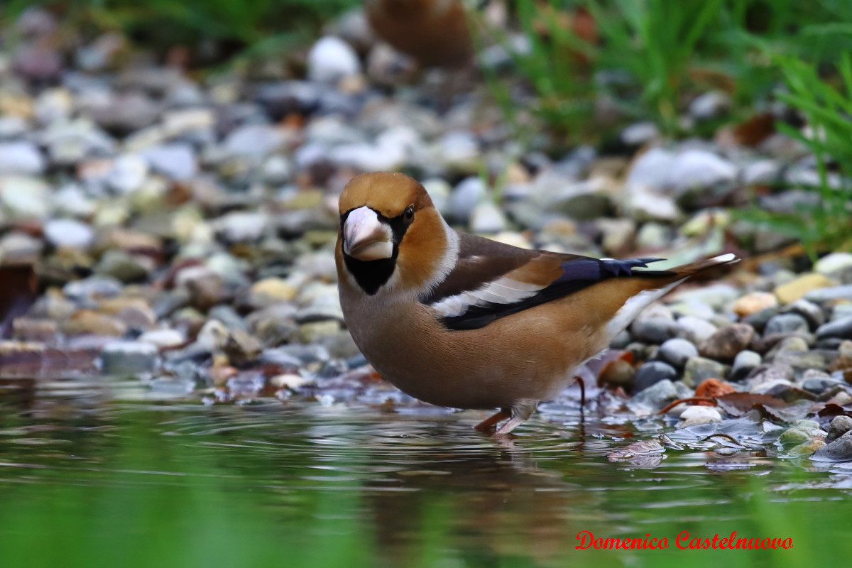 Frosone (Coccothraustes coccothraustes)