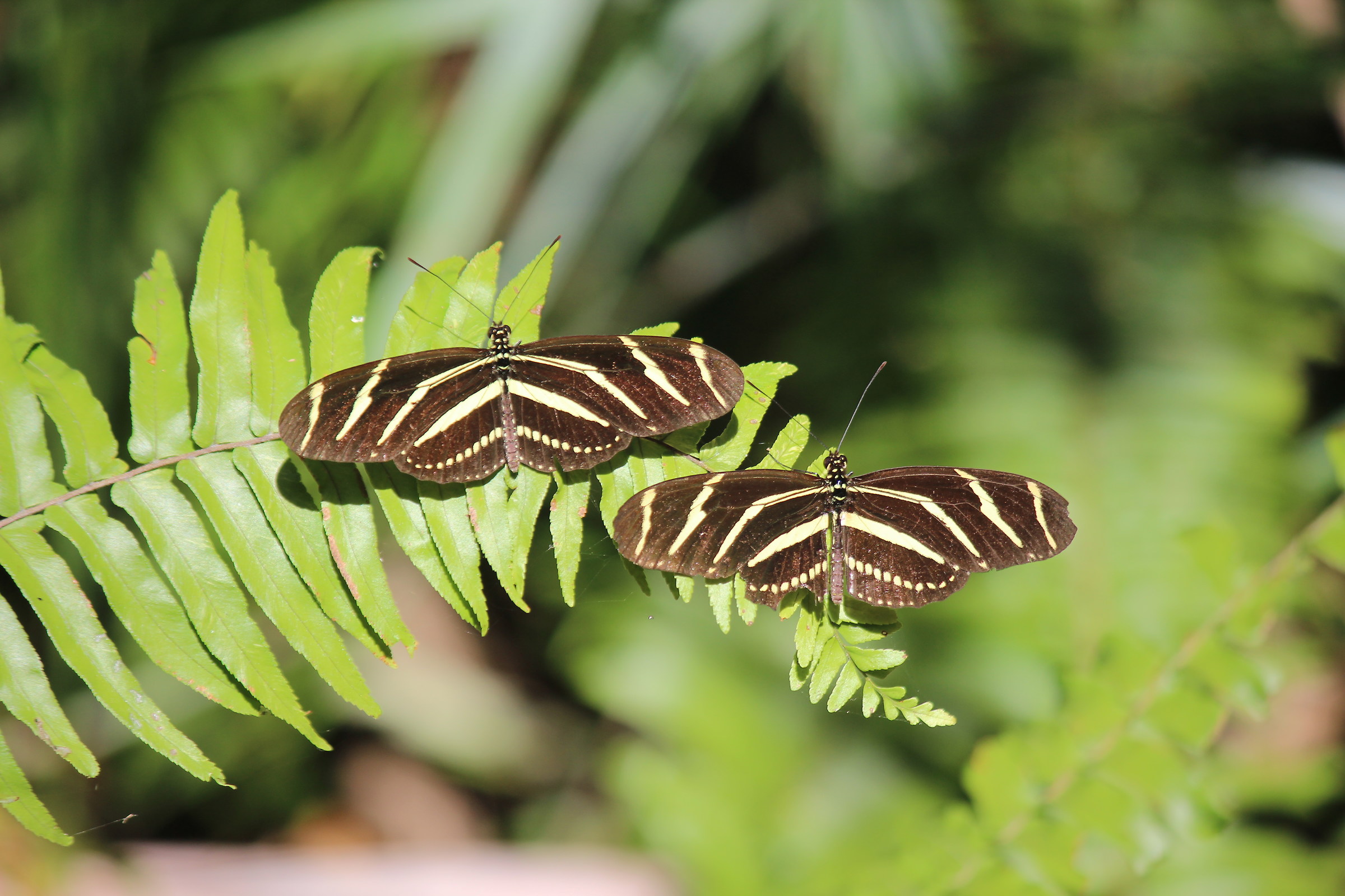 zebra longwing butterfly