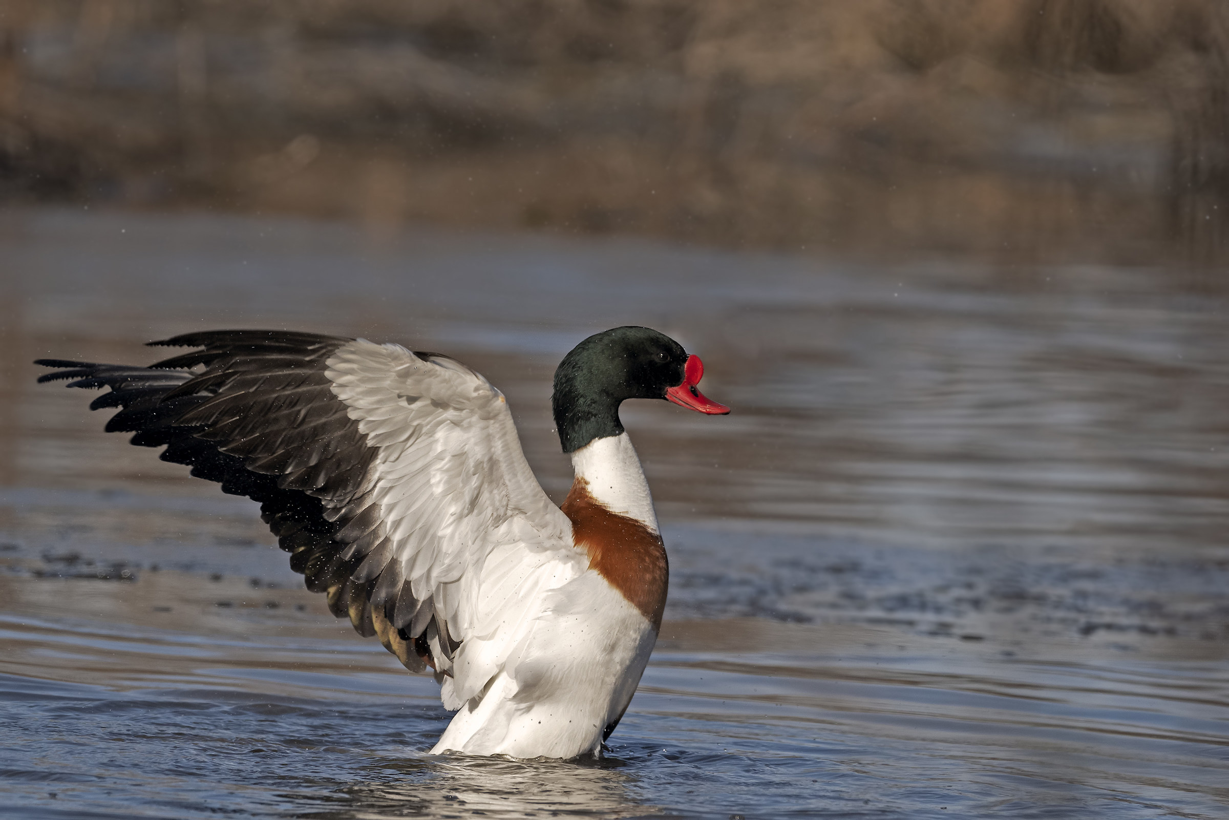 Common Shelduck