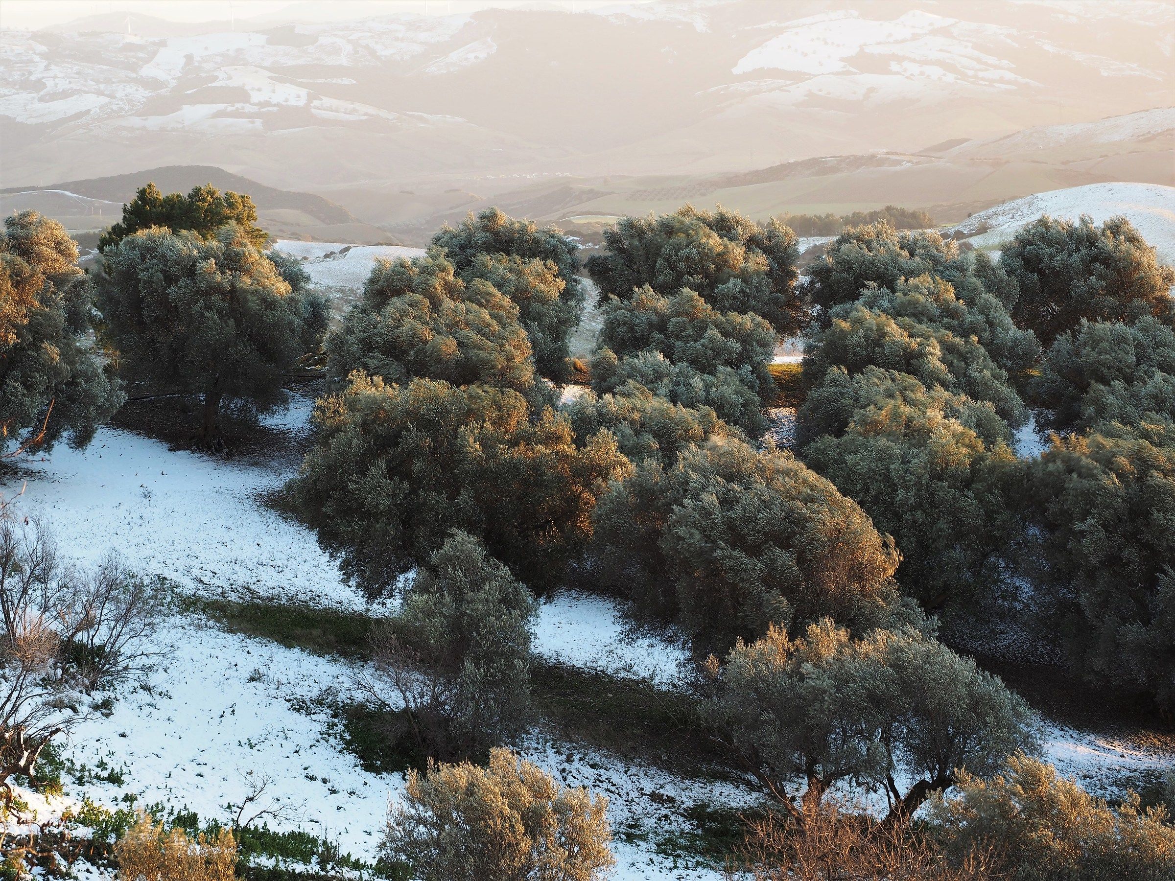 Ulivi nella neve