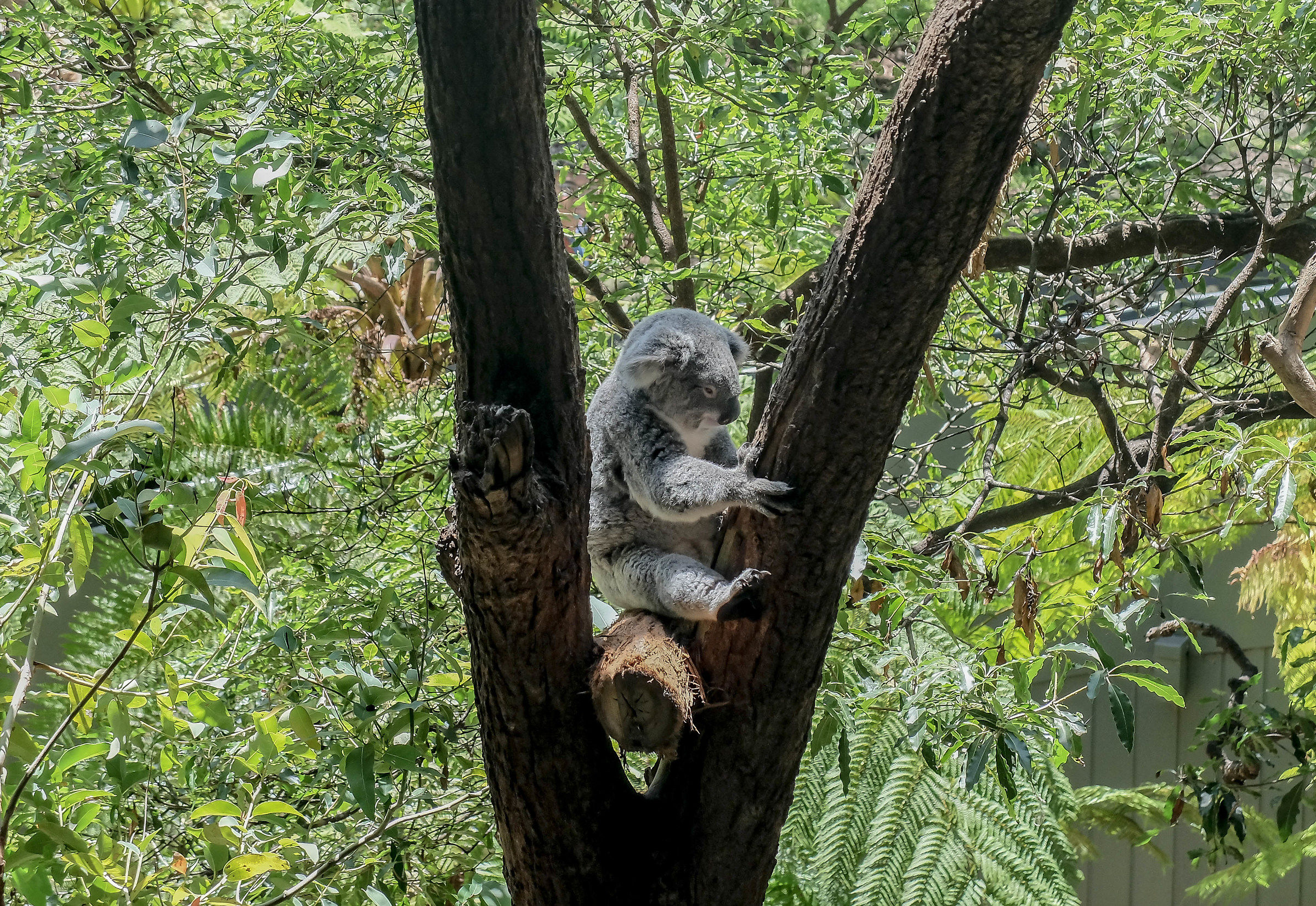 Eucalyptus leaf Eater
