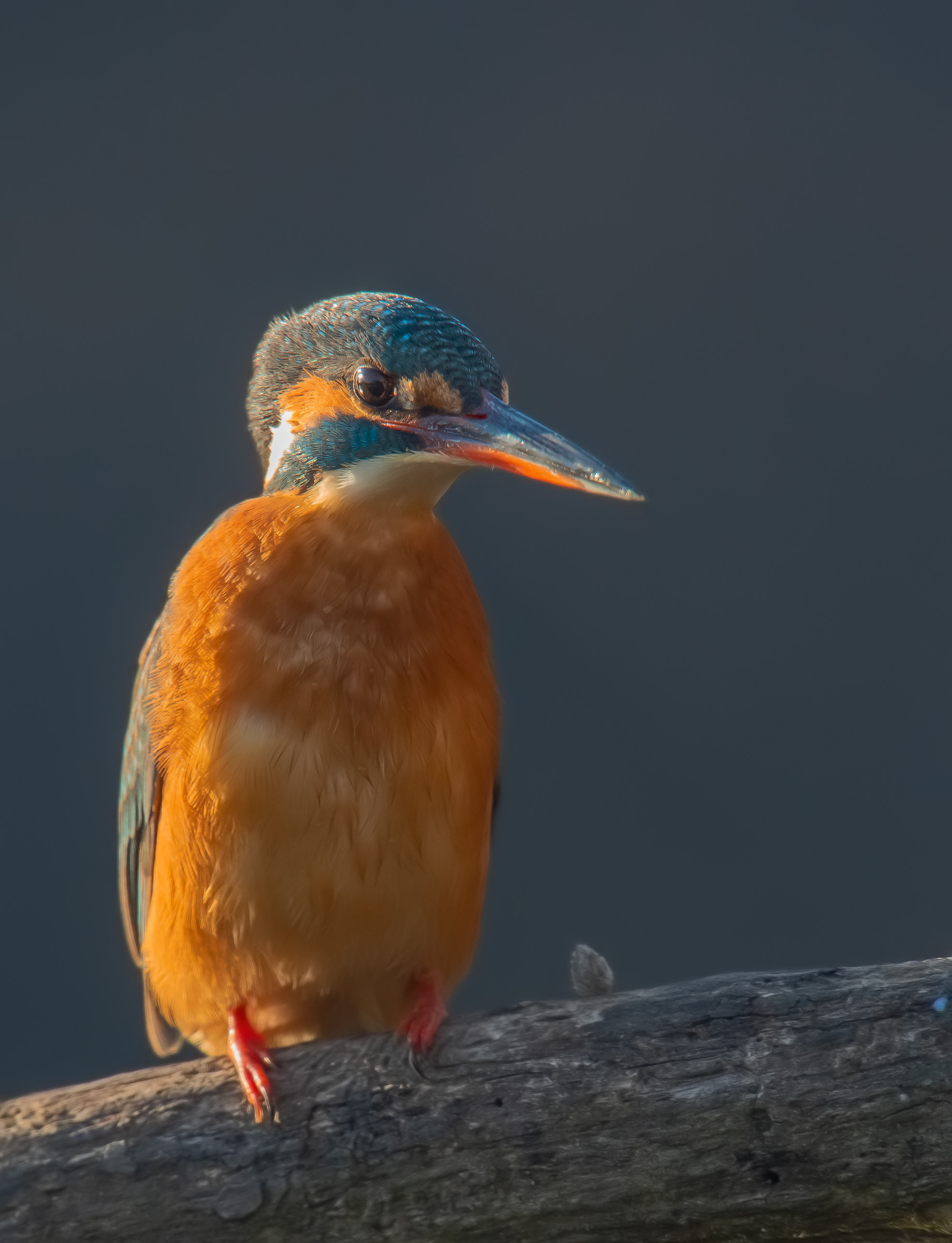 Martiono with D4s to 850 mm