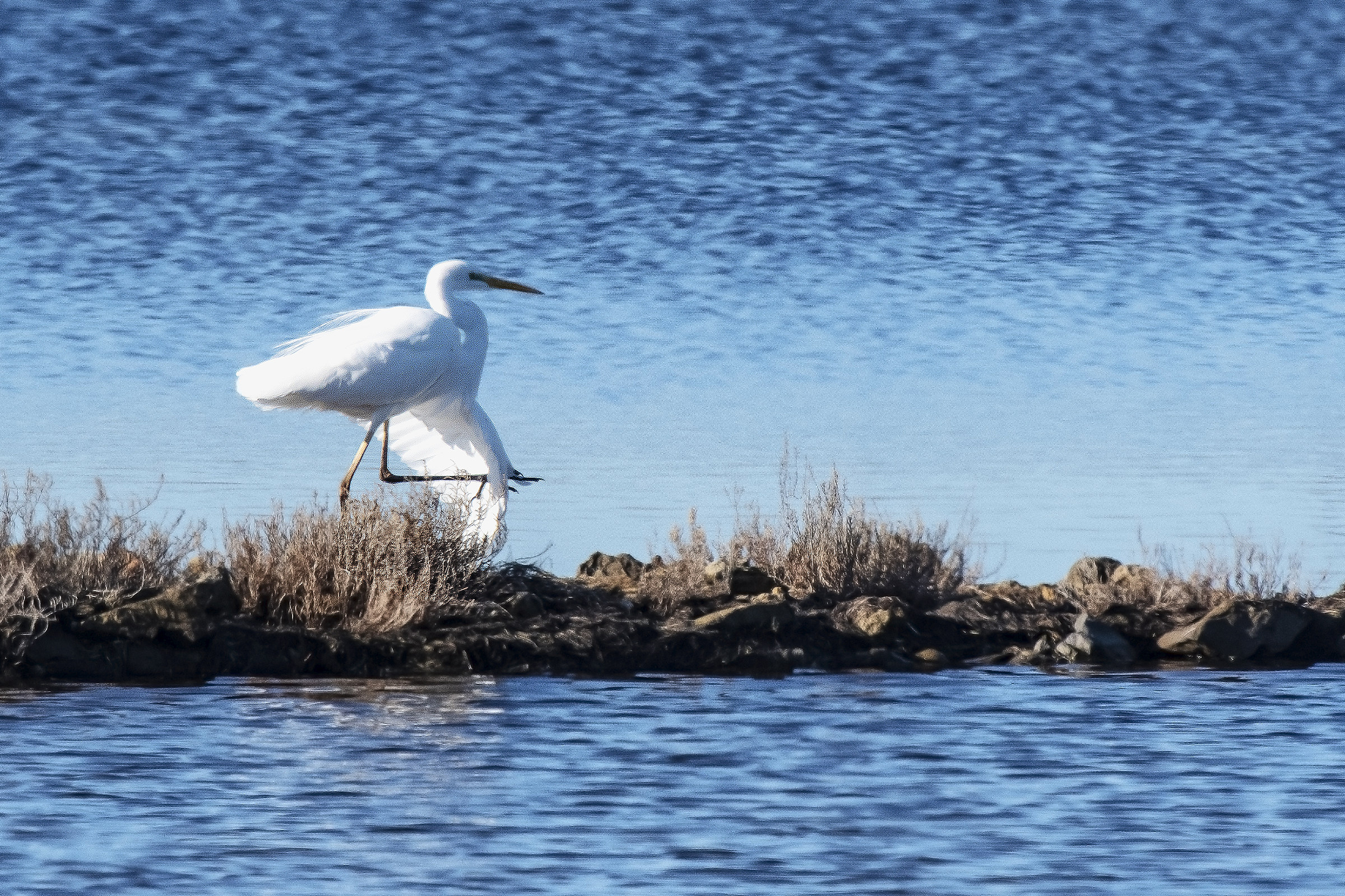 The broken wing of the white Heron