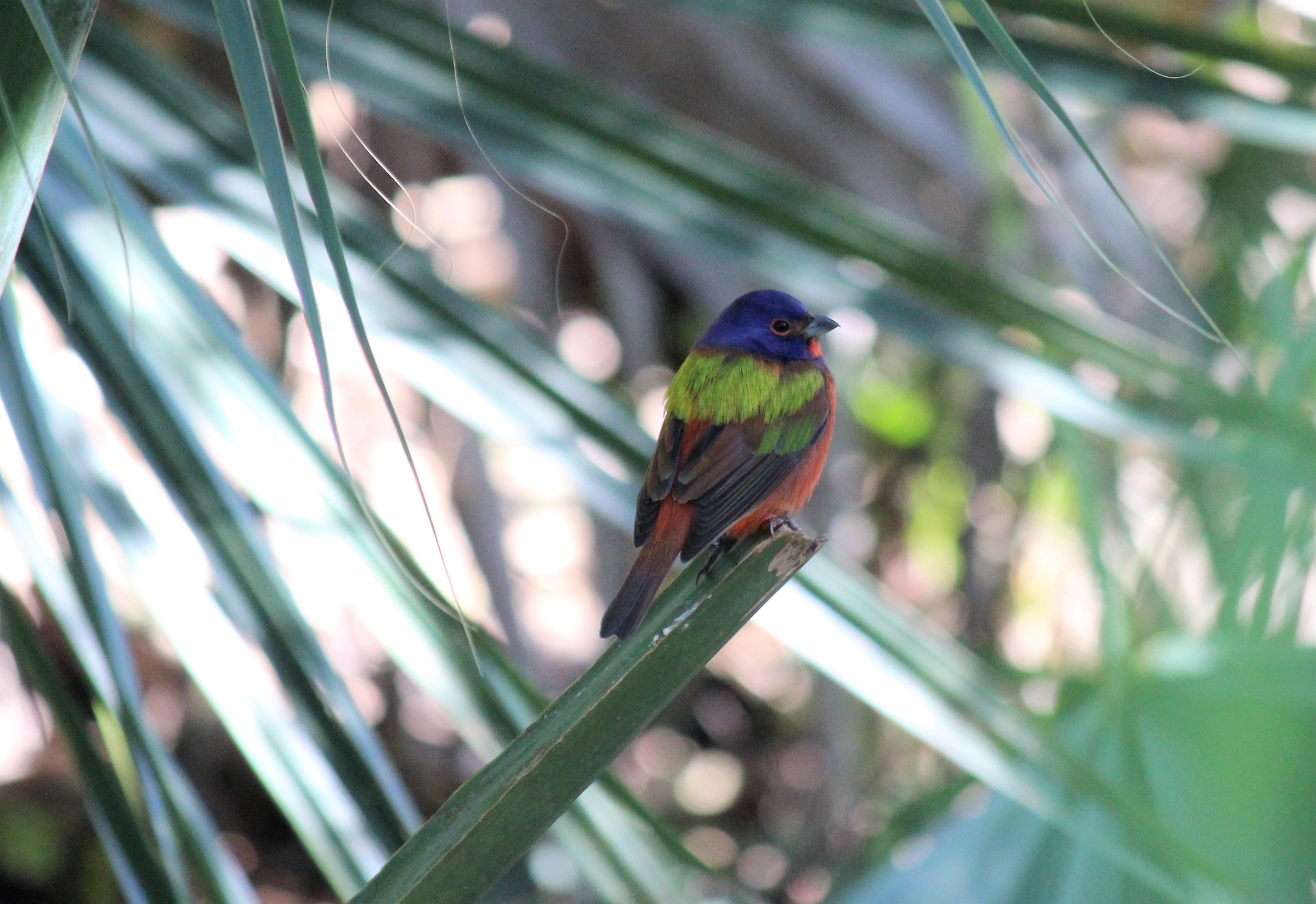 painted bunting