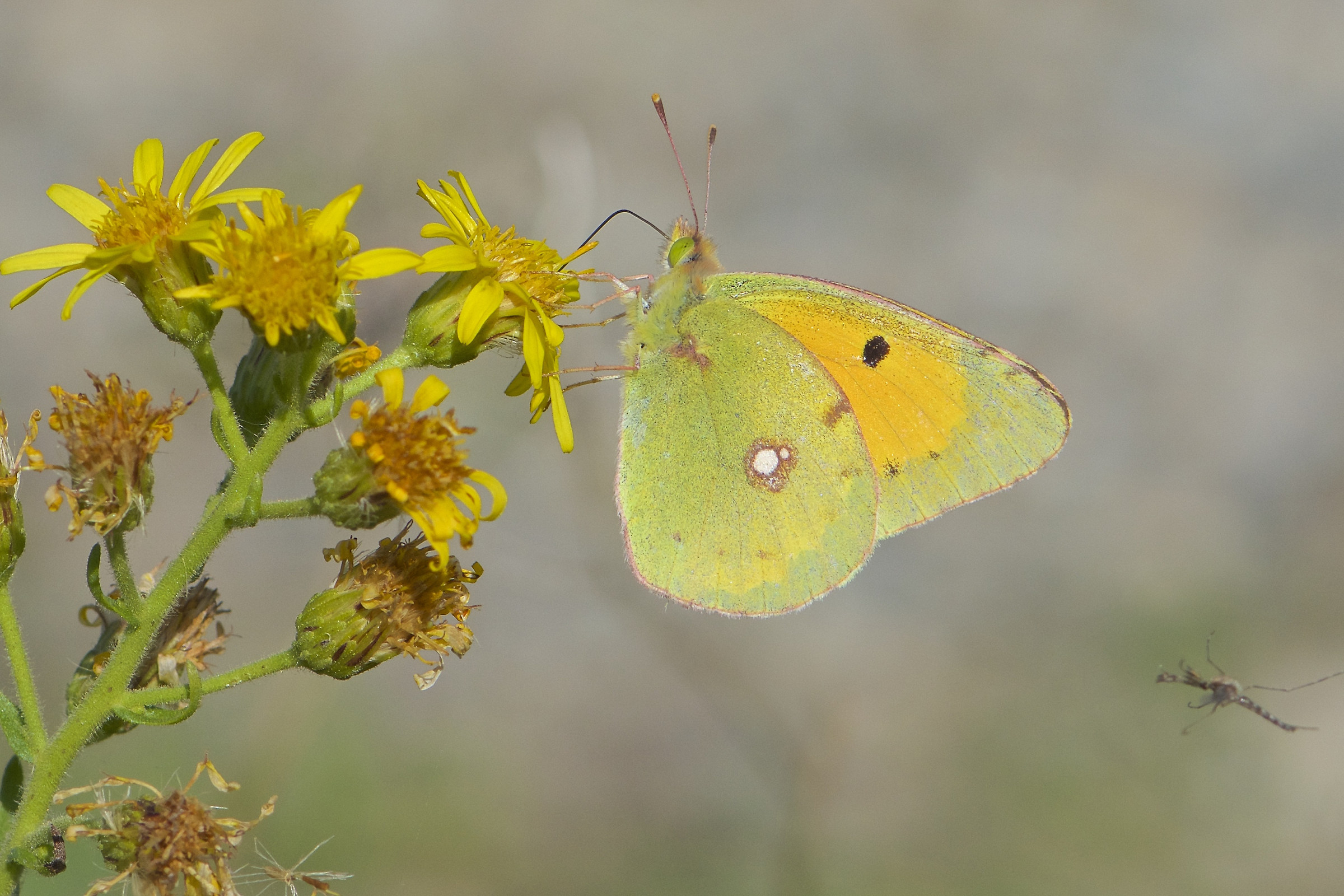 Colias crocea