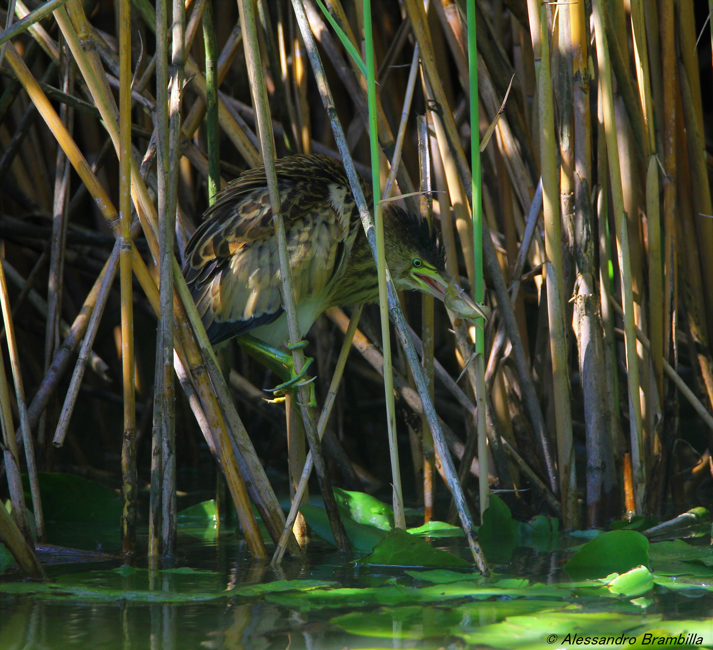 Giovane tarabusino con pesce
