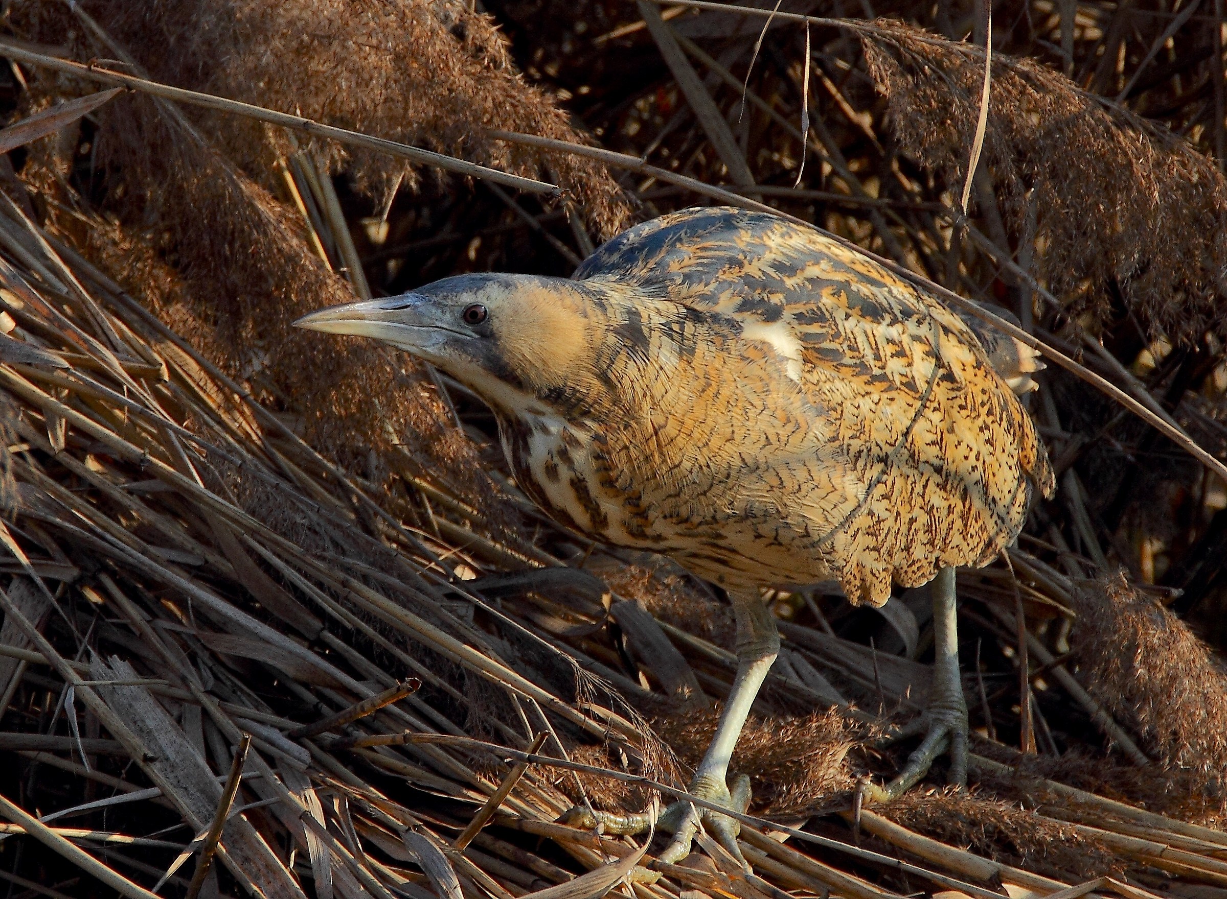 A spasso nel canneto