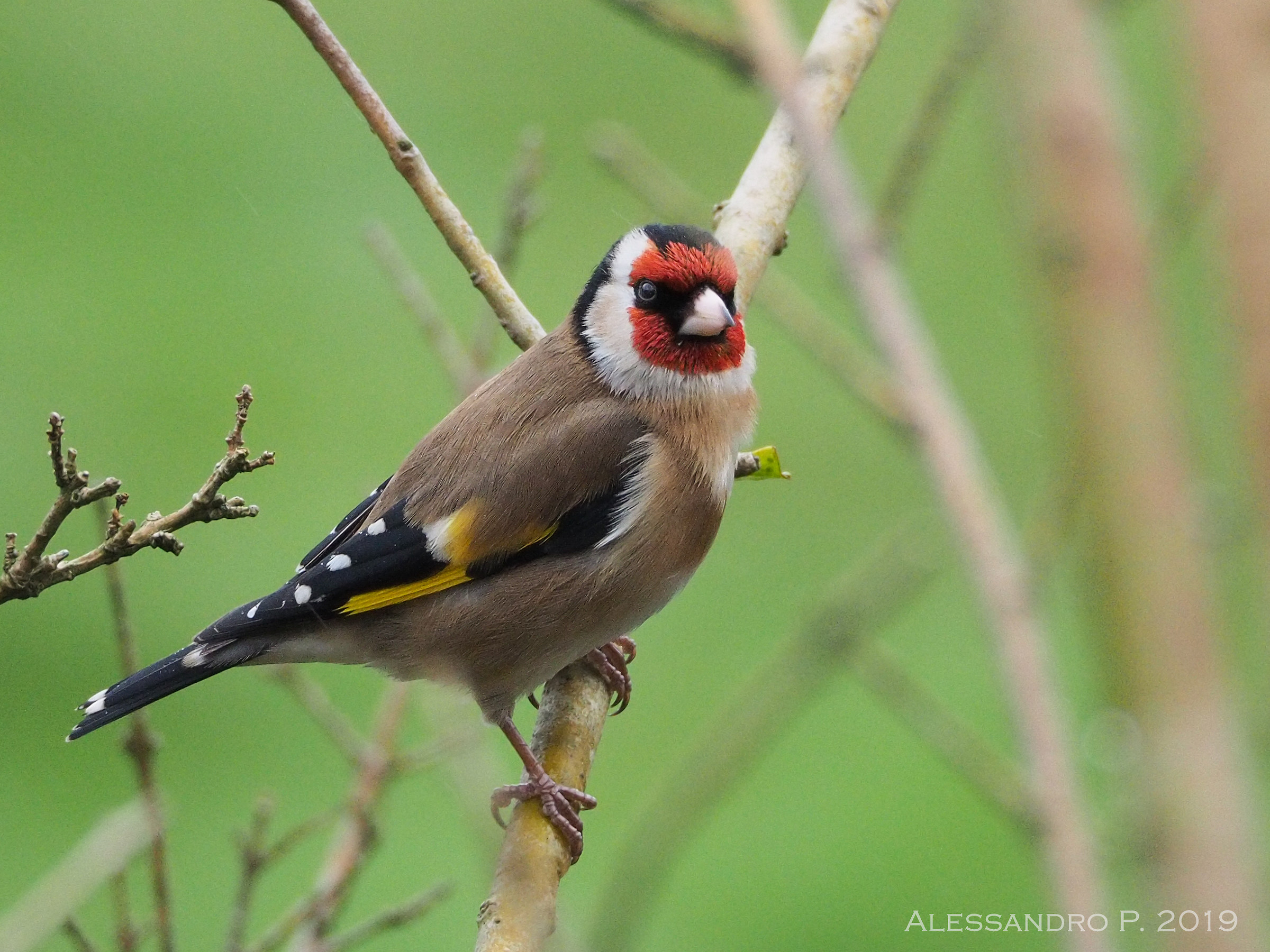 Cardellino-European Goldfinch