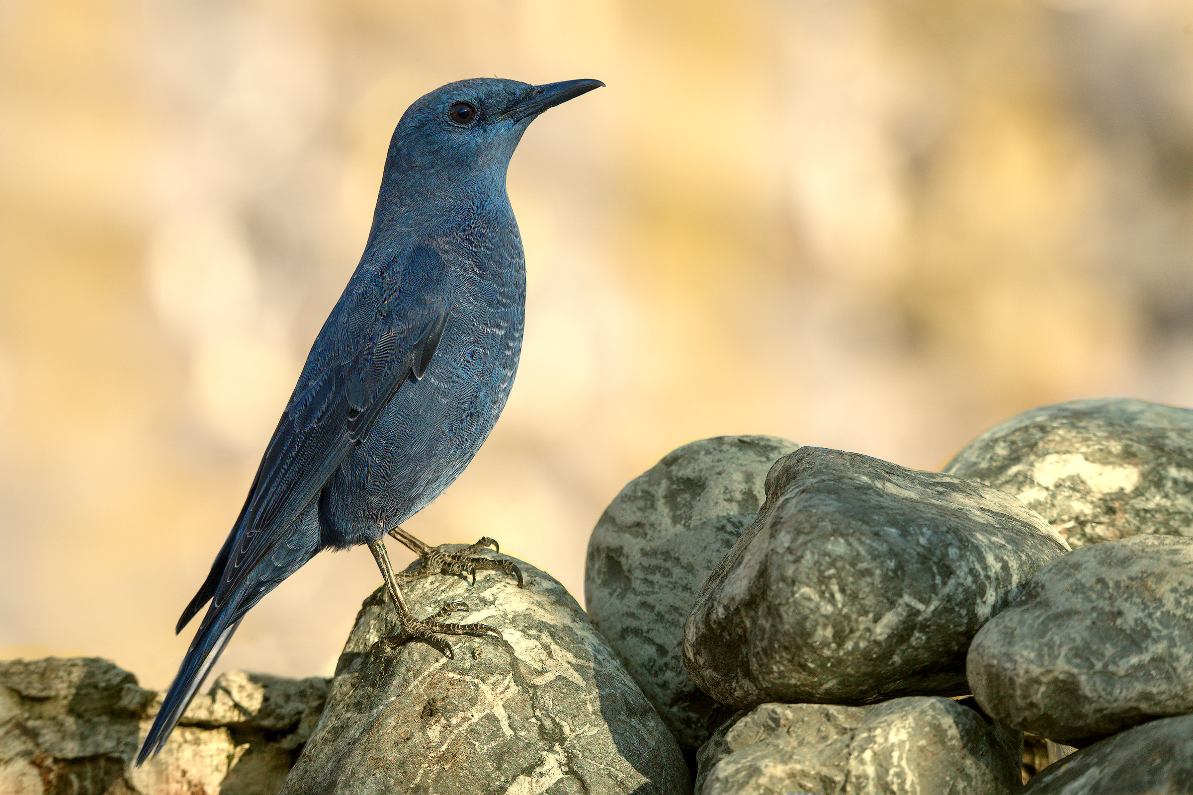 Monticola Solitarius