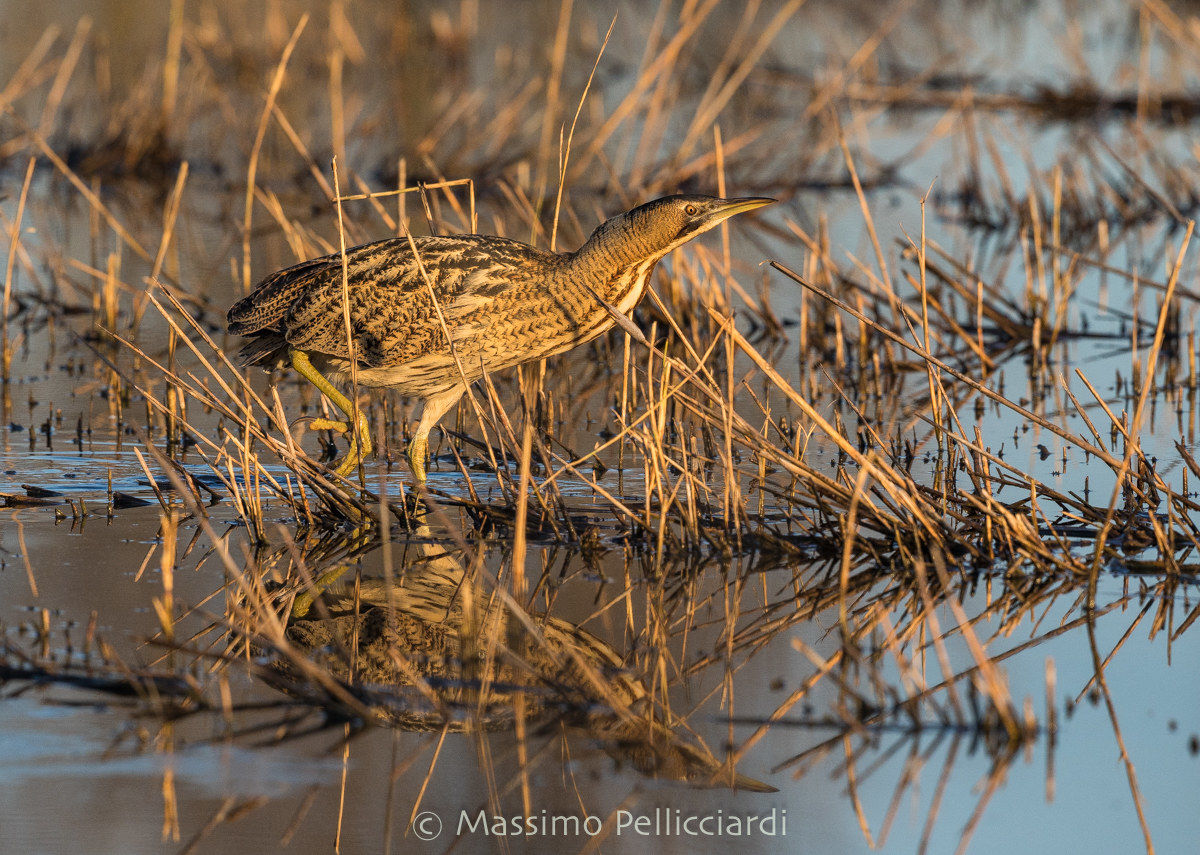 The Bittern