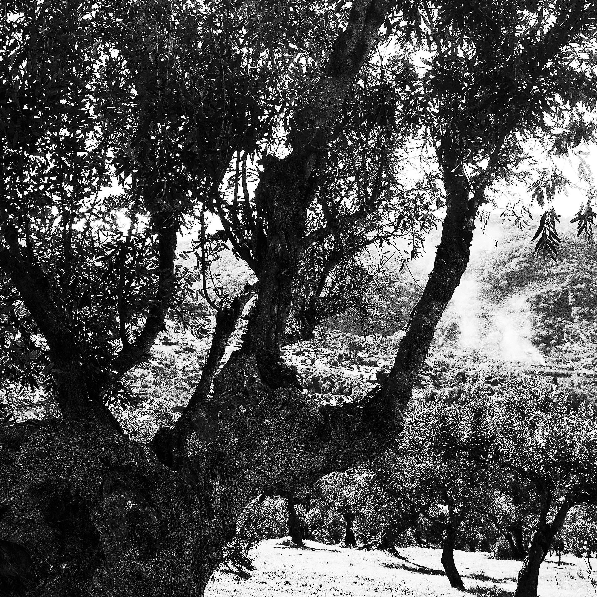 Olive grove