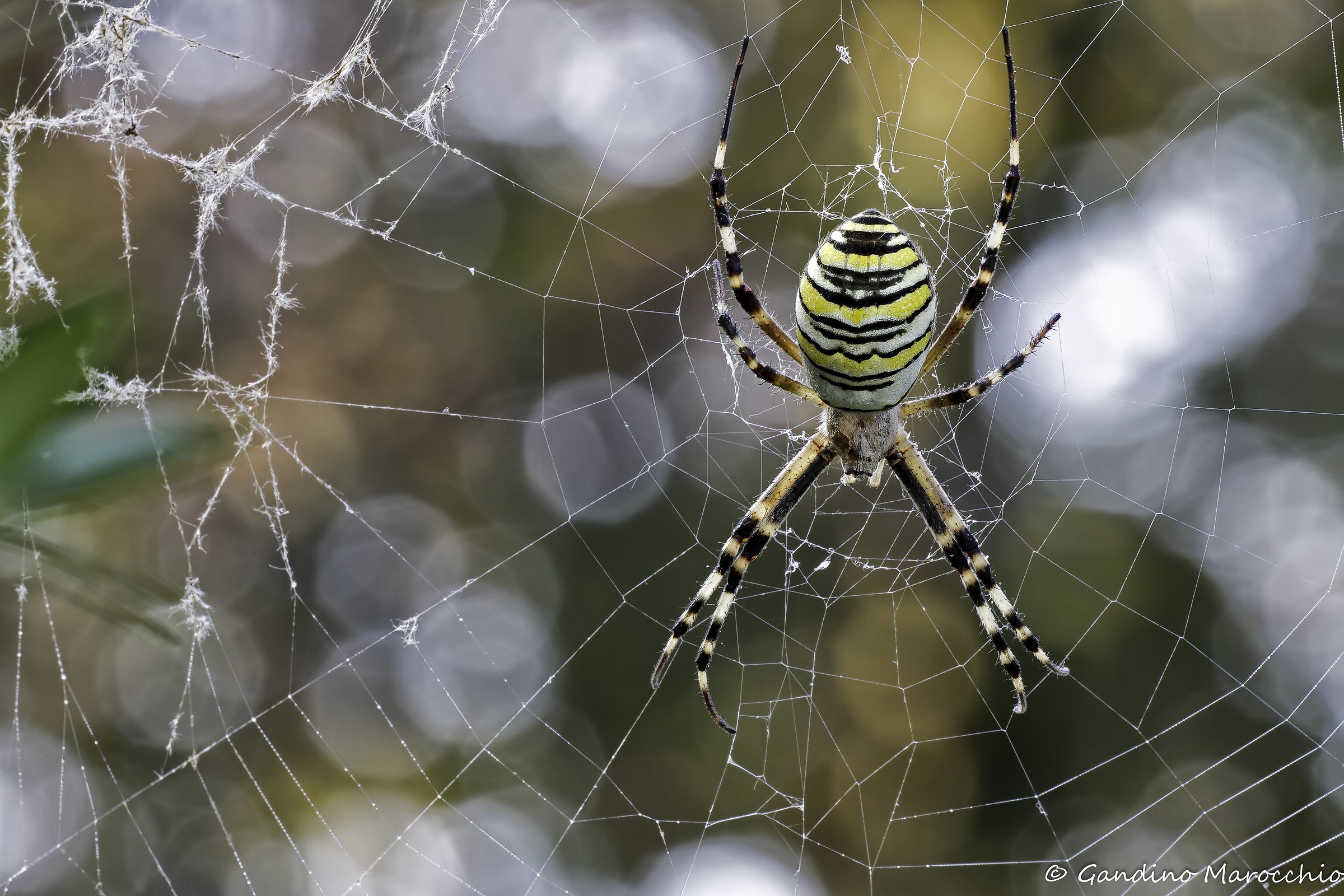 Argiope