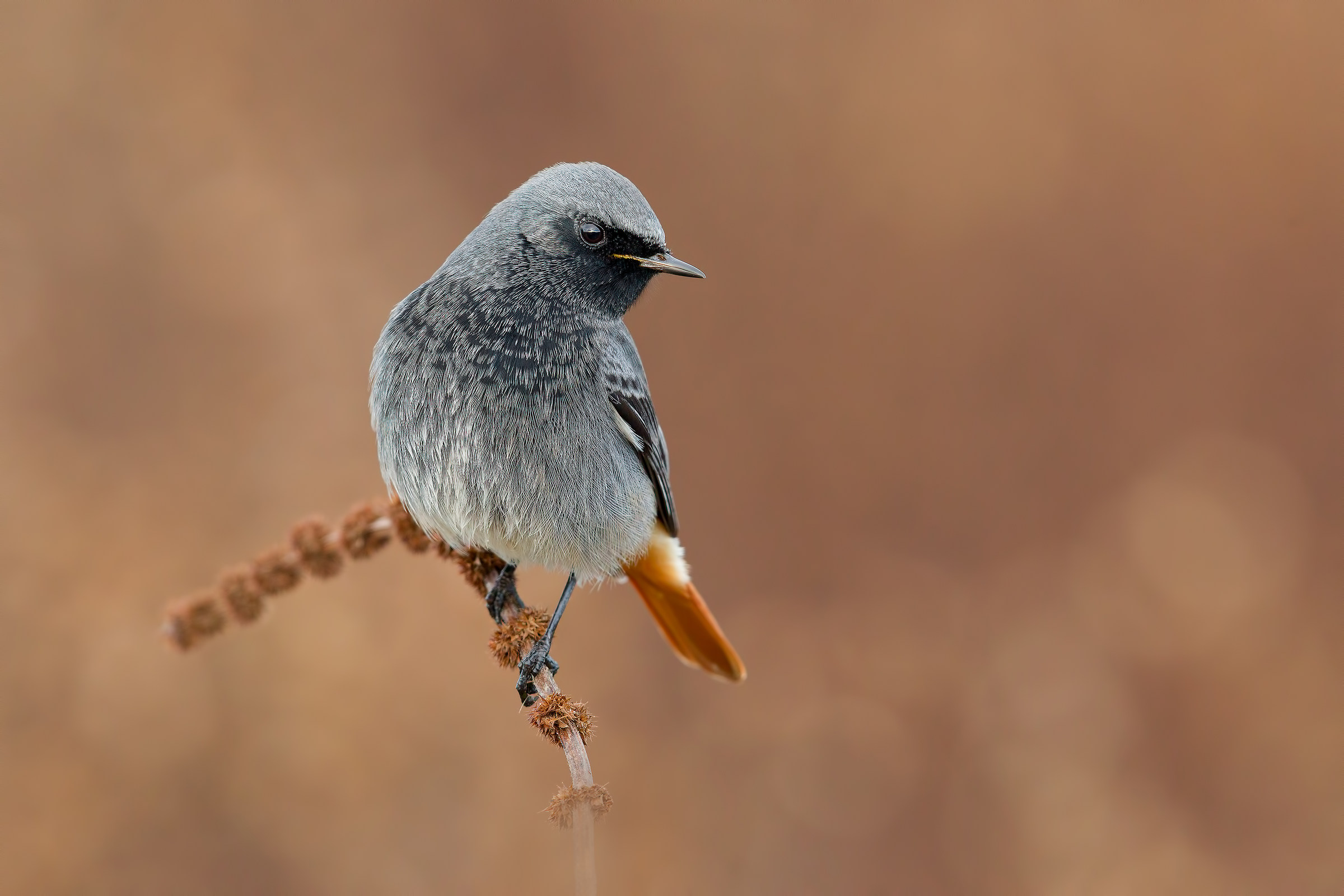 Codirosso Spazzacamino 4K