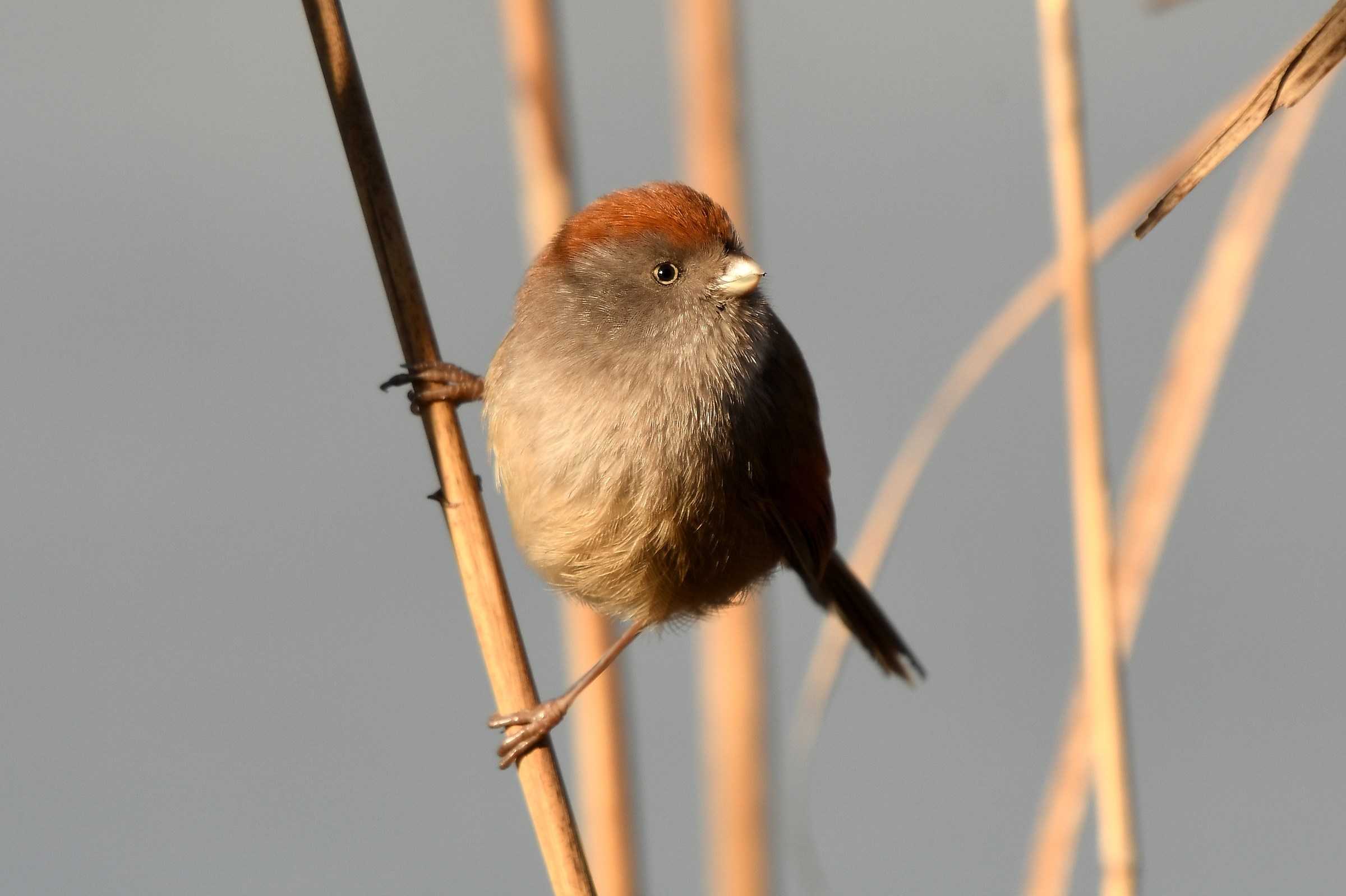 Paradoxornis webbianus