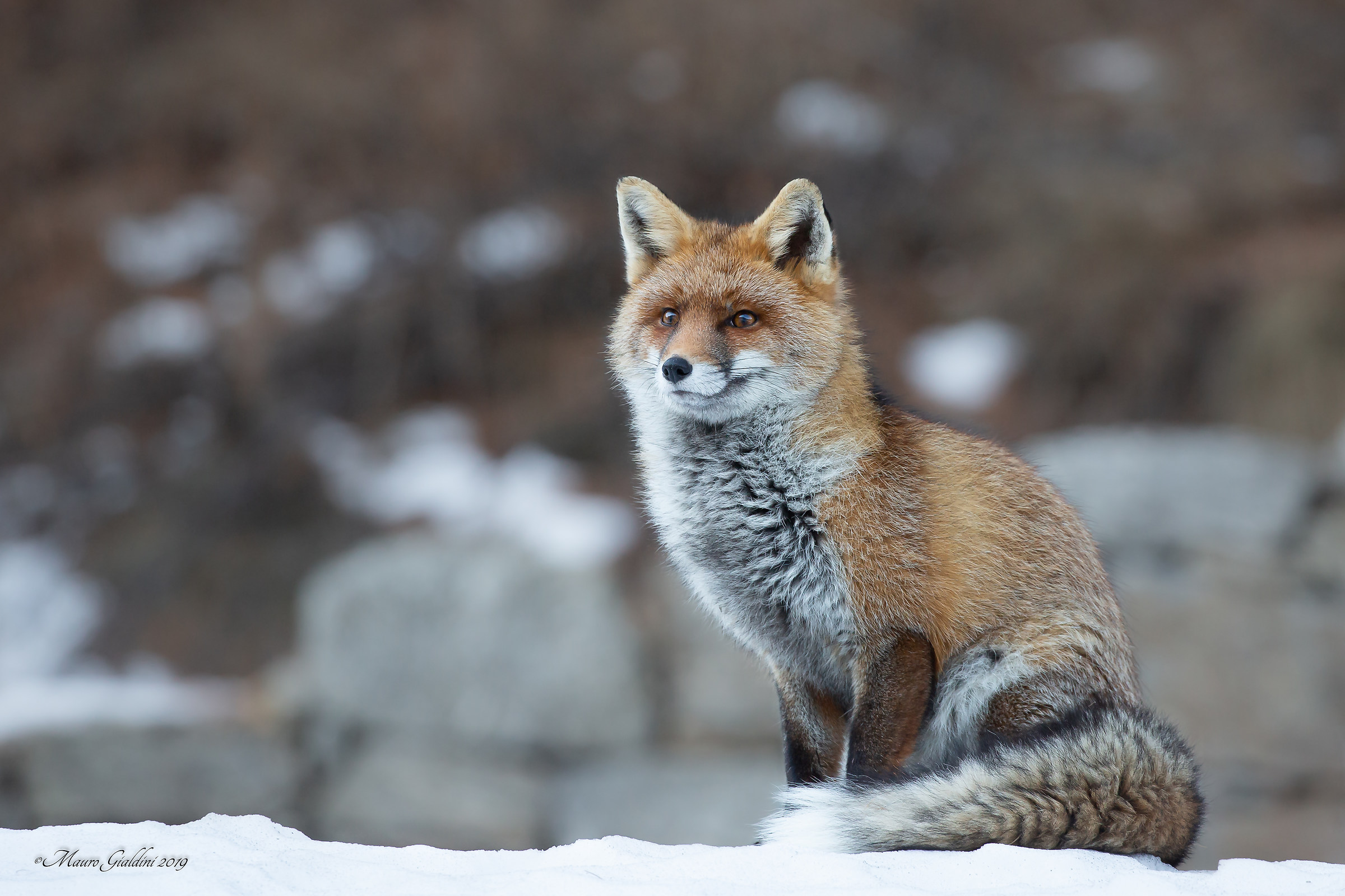 Red fox