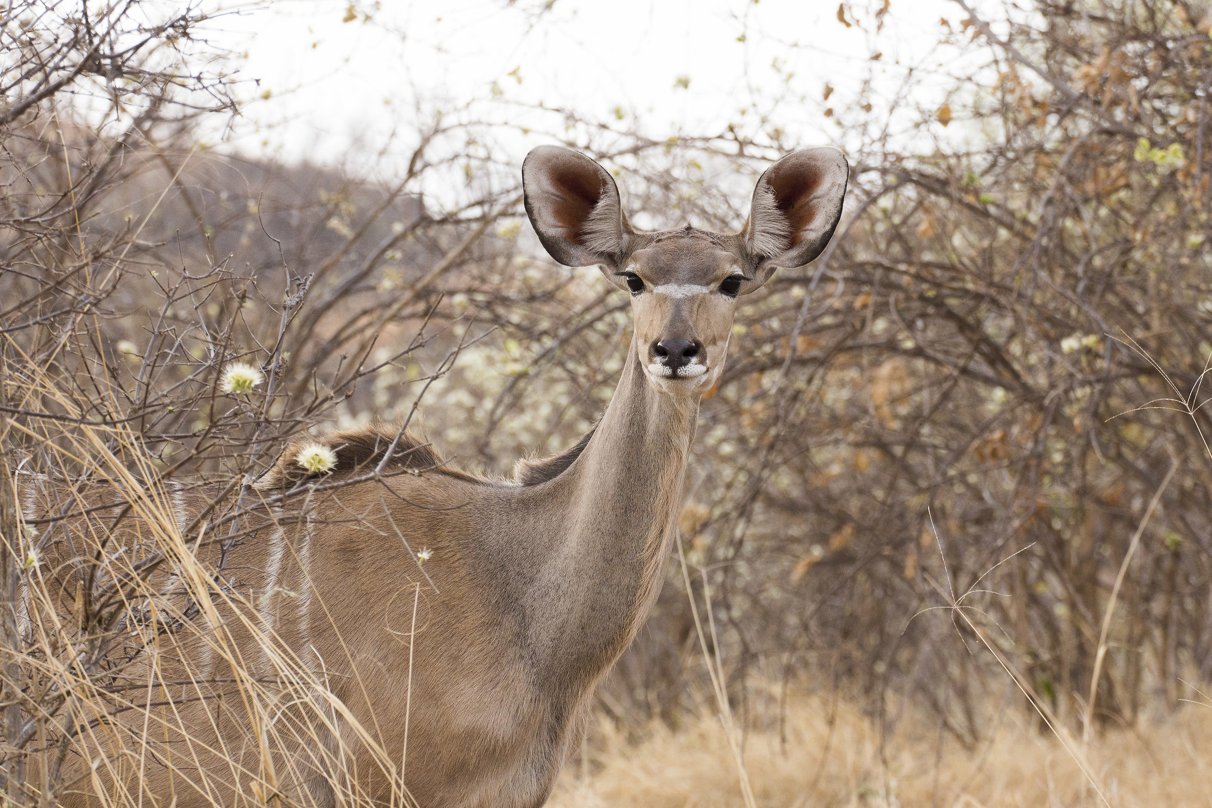 Kudu