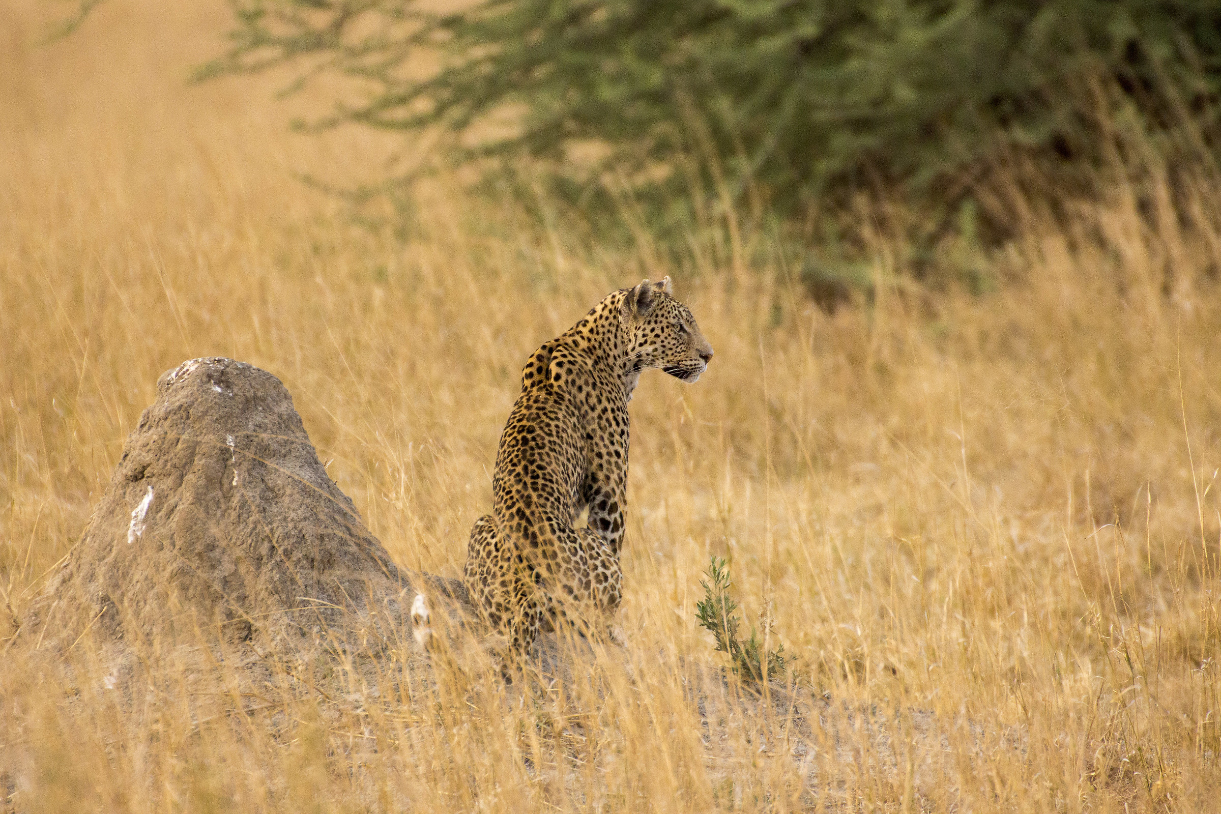 Leopard in his thoughts