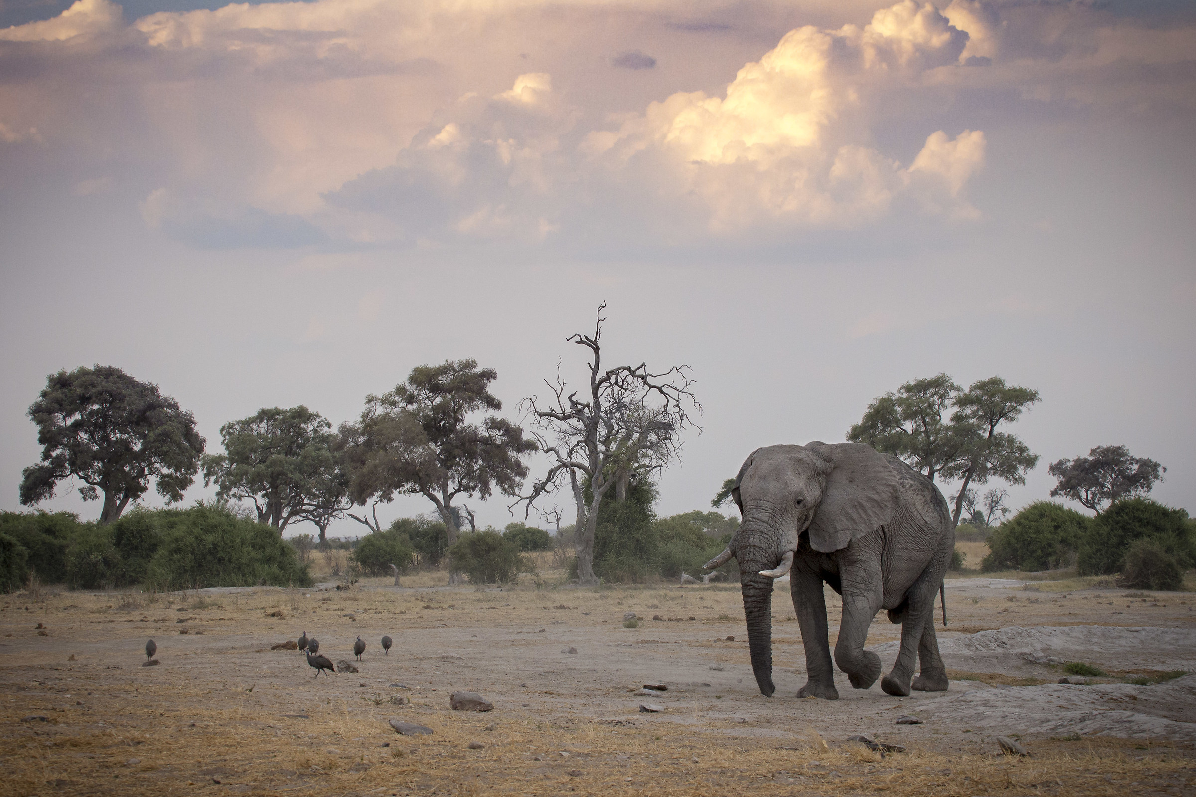 Elefante al tramonto