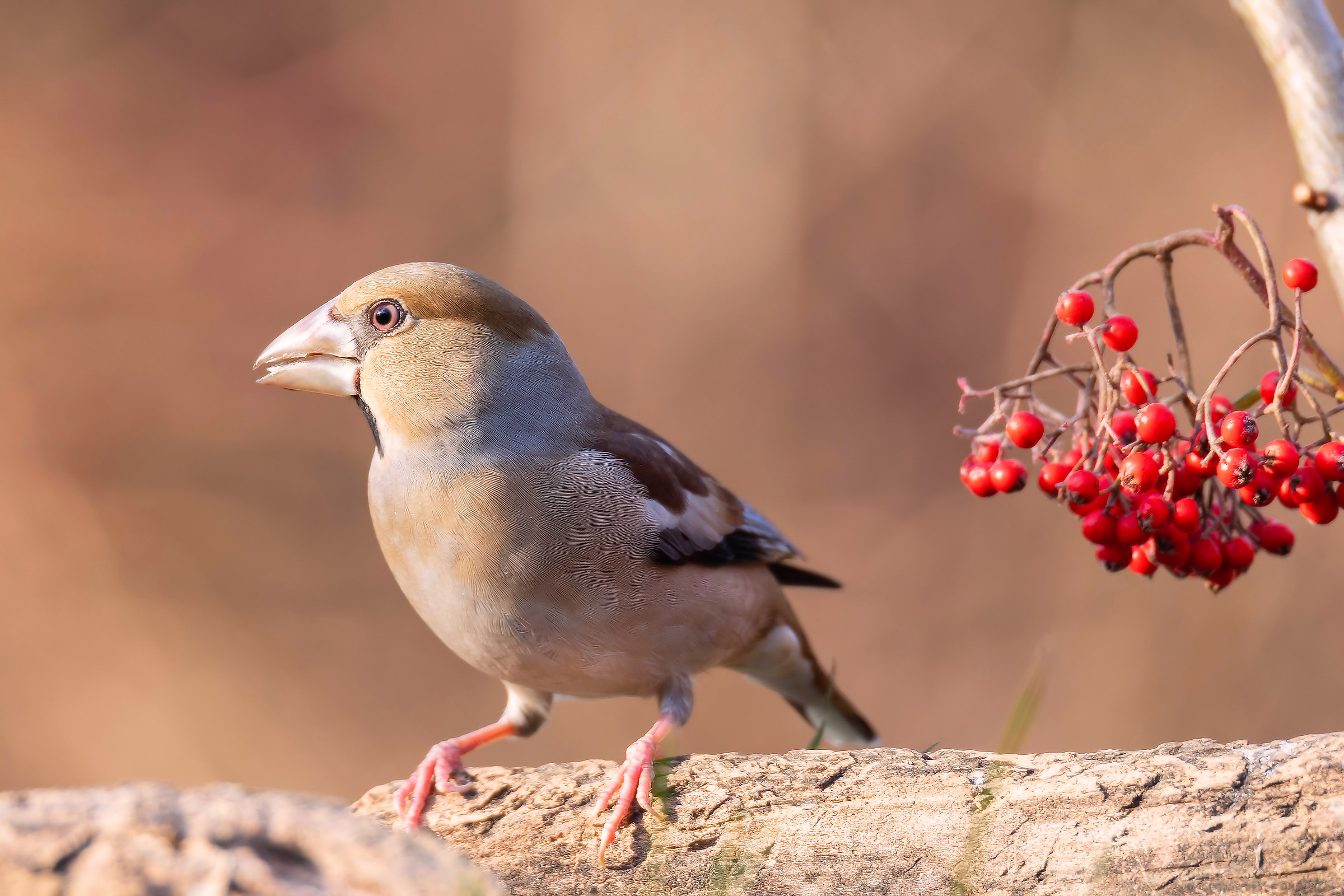 Hawfinch
