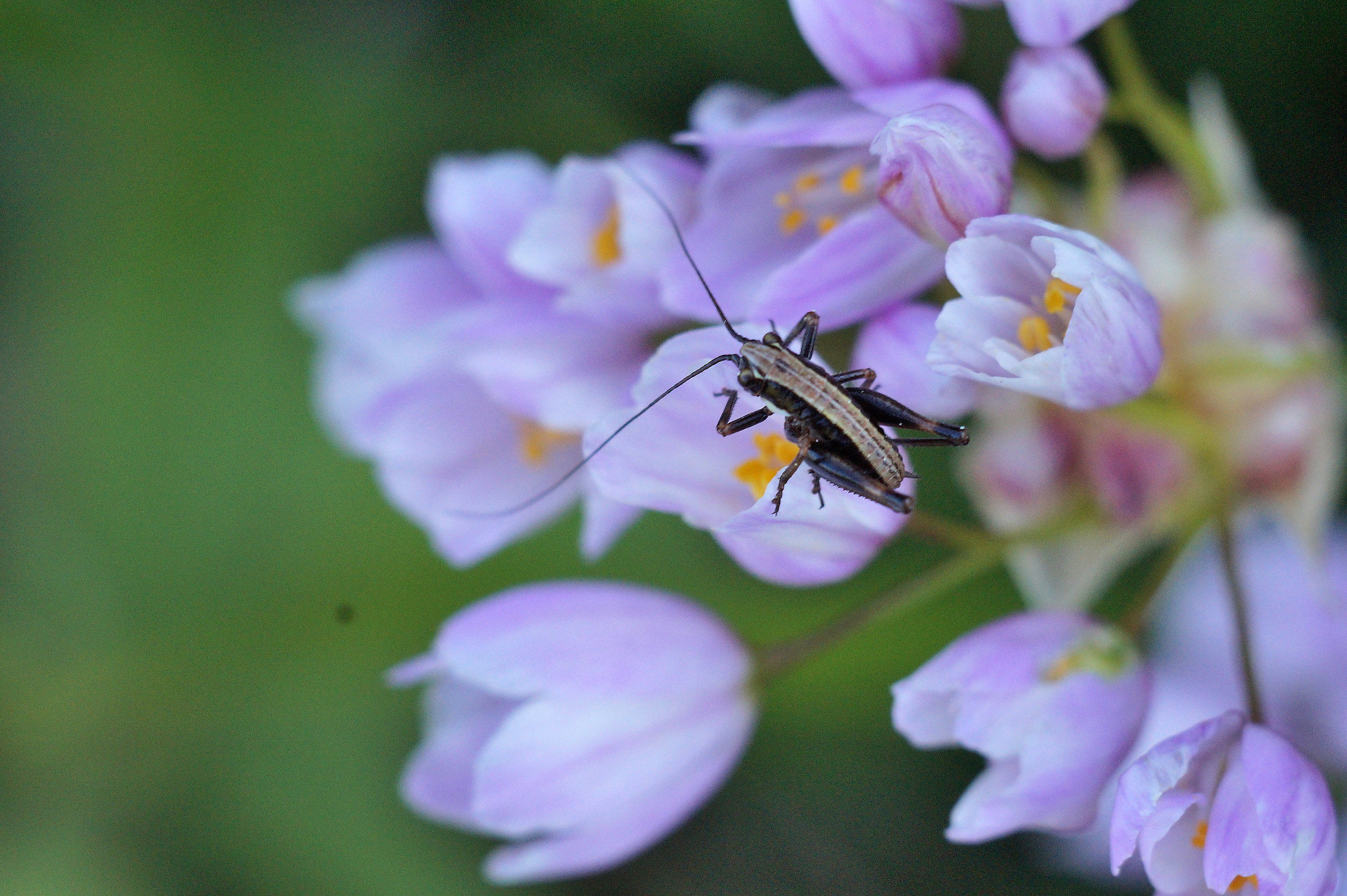 Wandering among the flowers