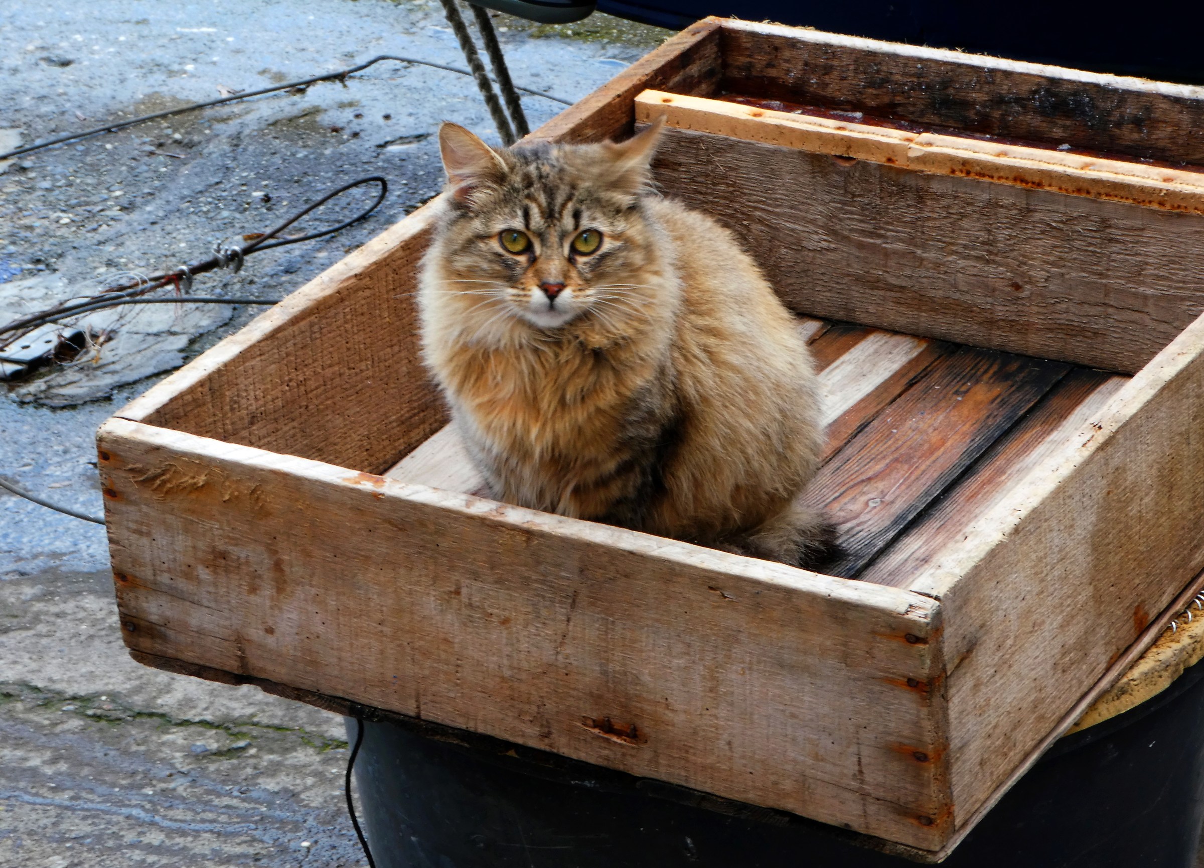 The Fisherman's friend