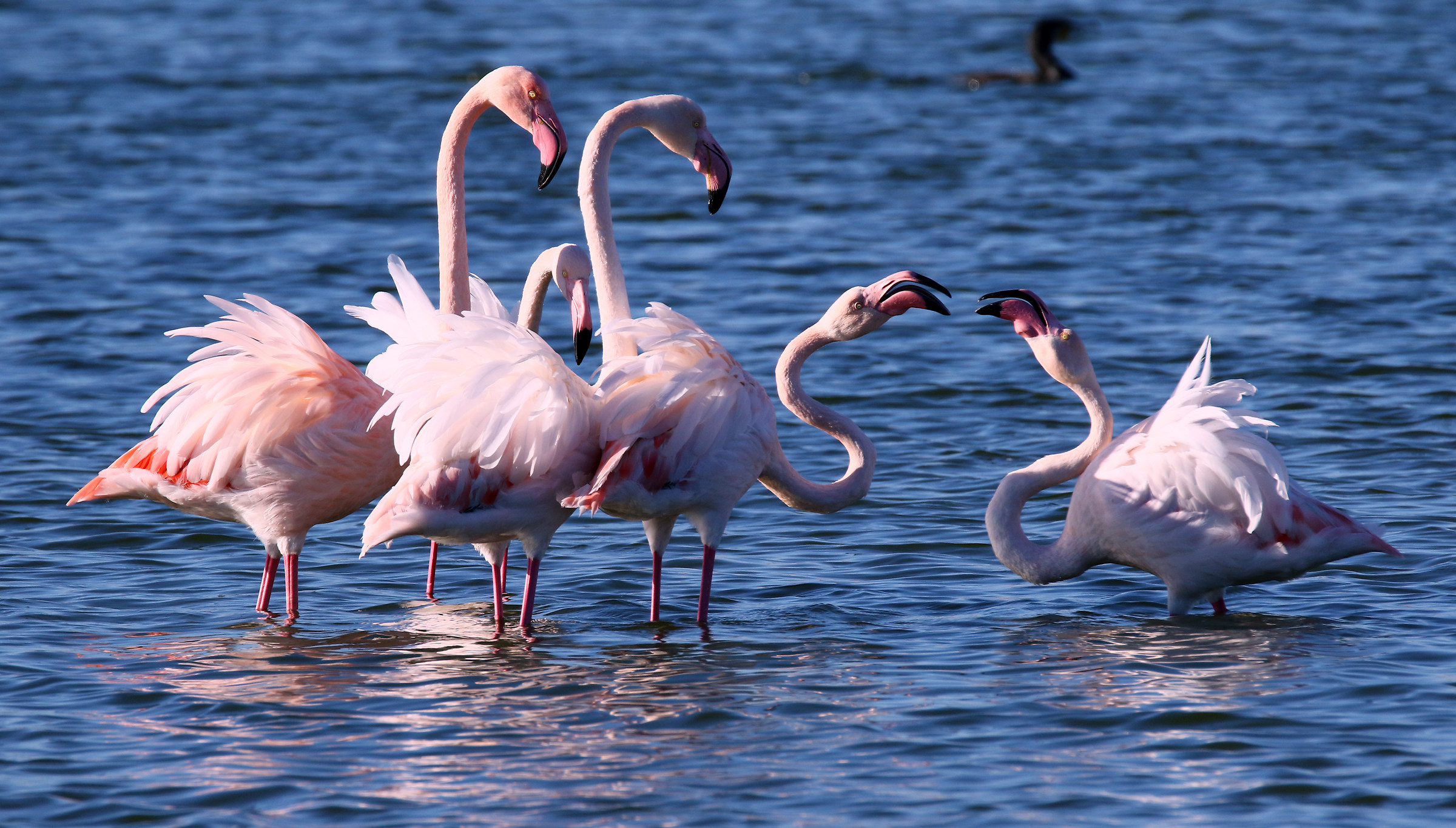 Condominium dispute or Love Clash?!!