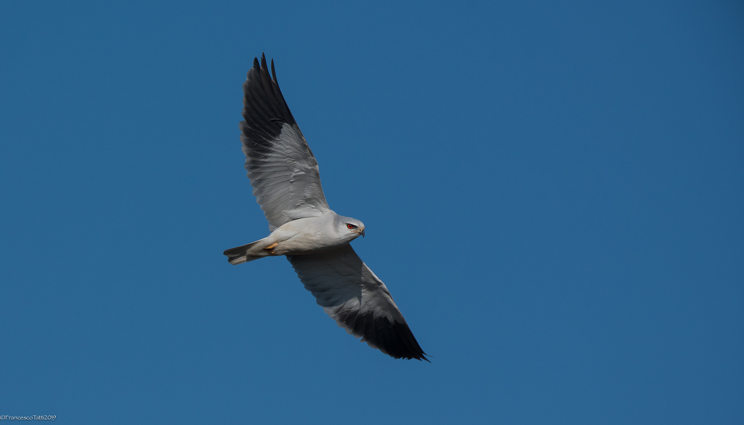 White Kite