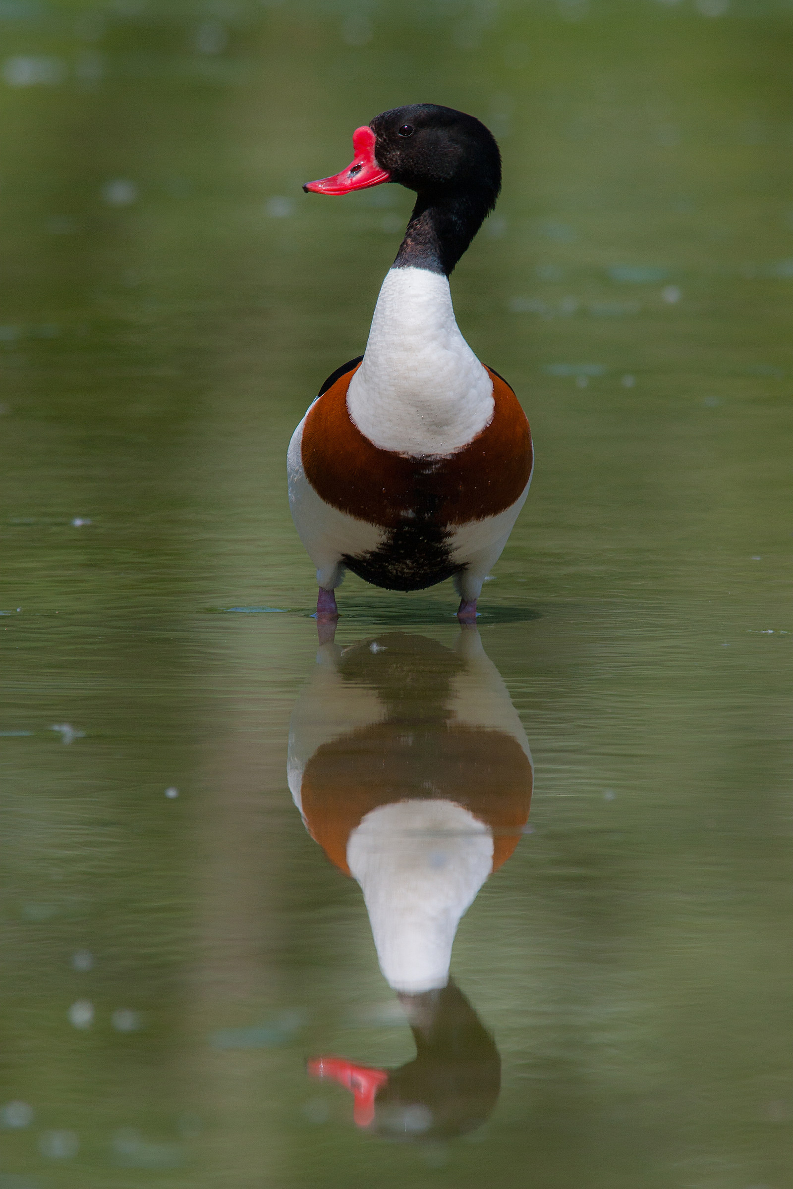 Volpoca riflessa nell'acqua