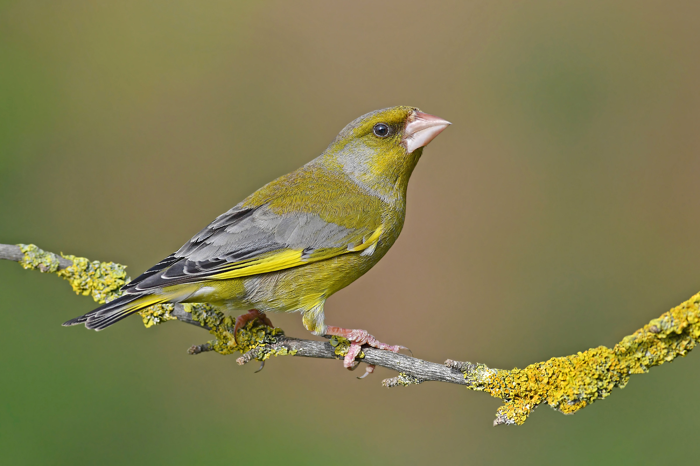 Storie di piume  9  ( Verdone )