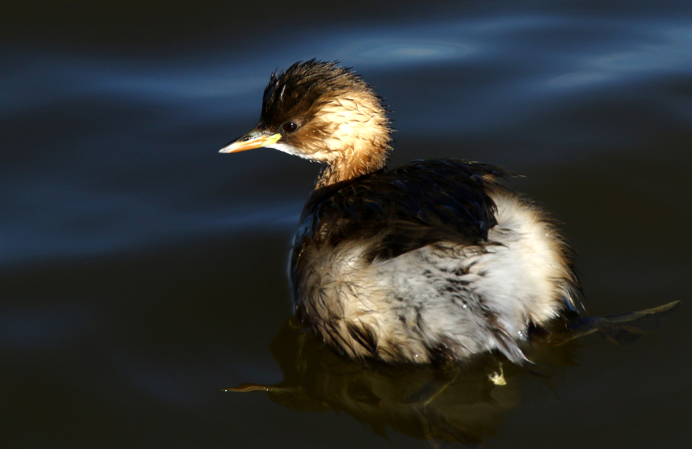 Little Grebe.