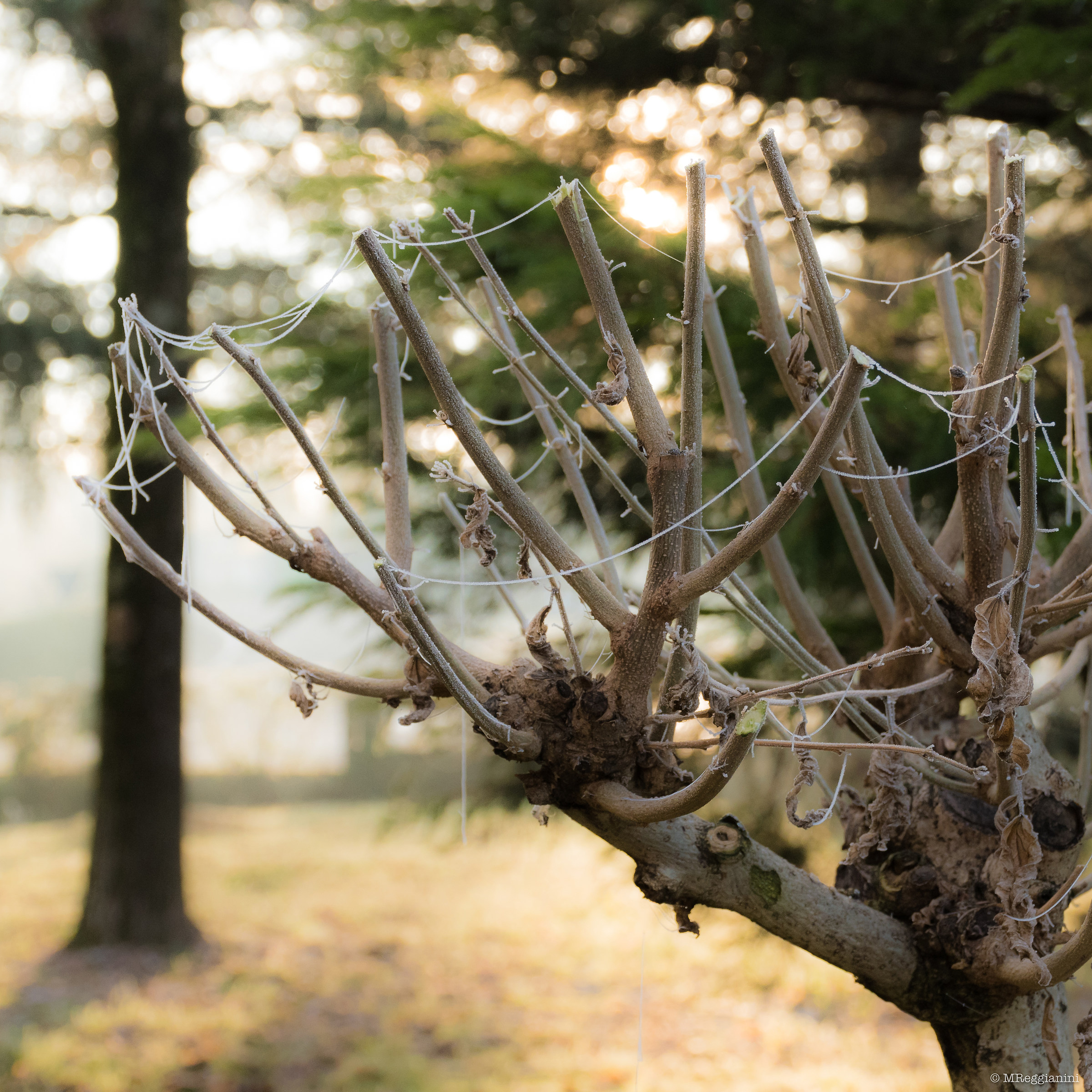 Like a Christmas tree