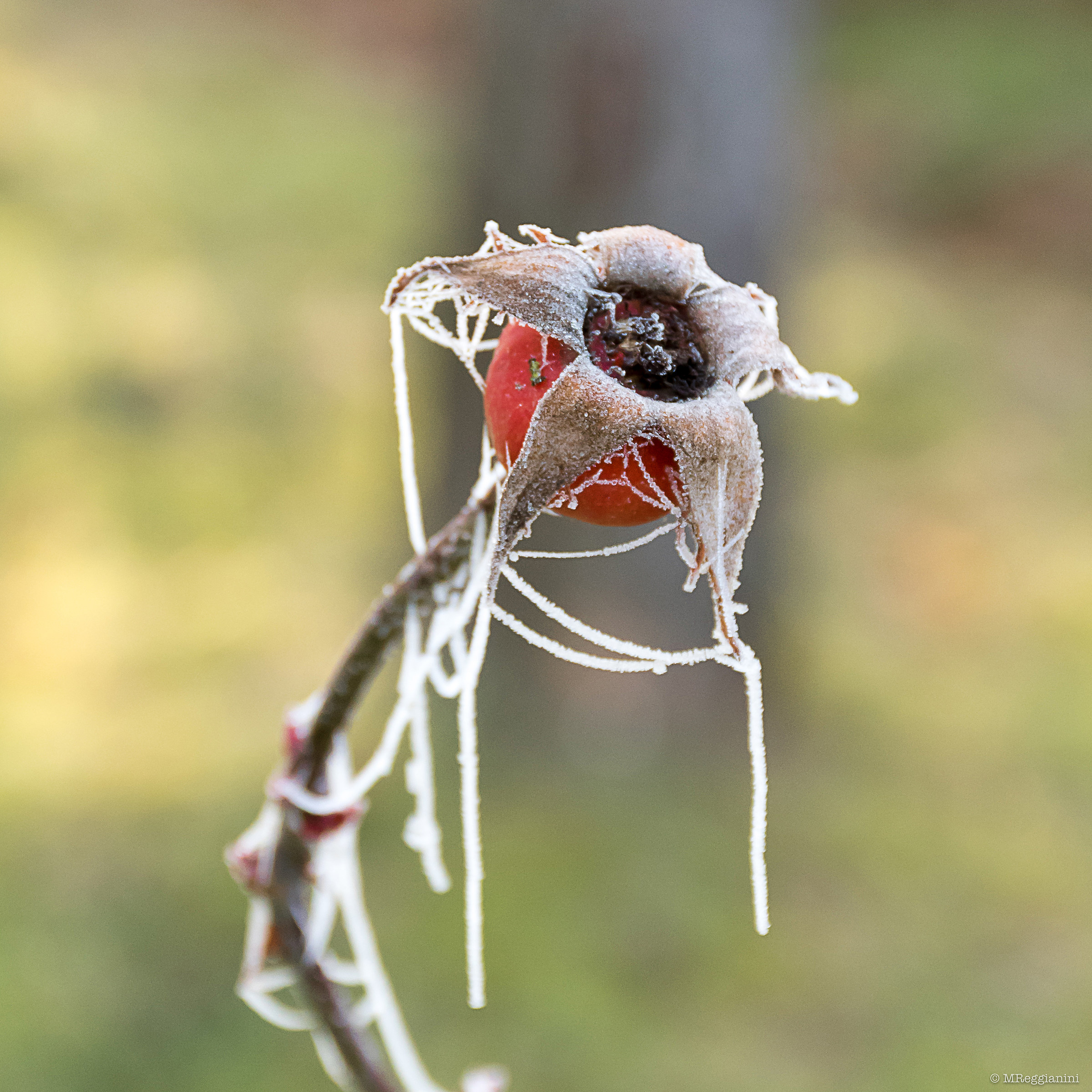 Covered by frozen pearls