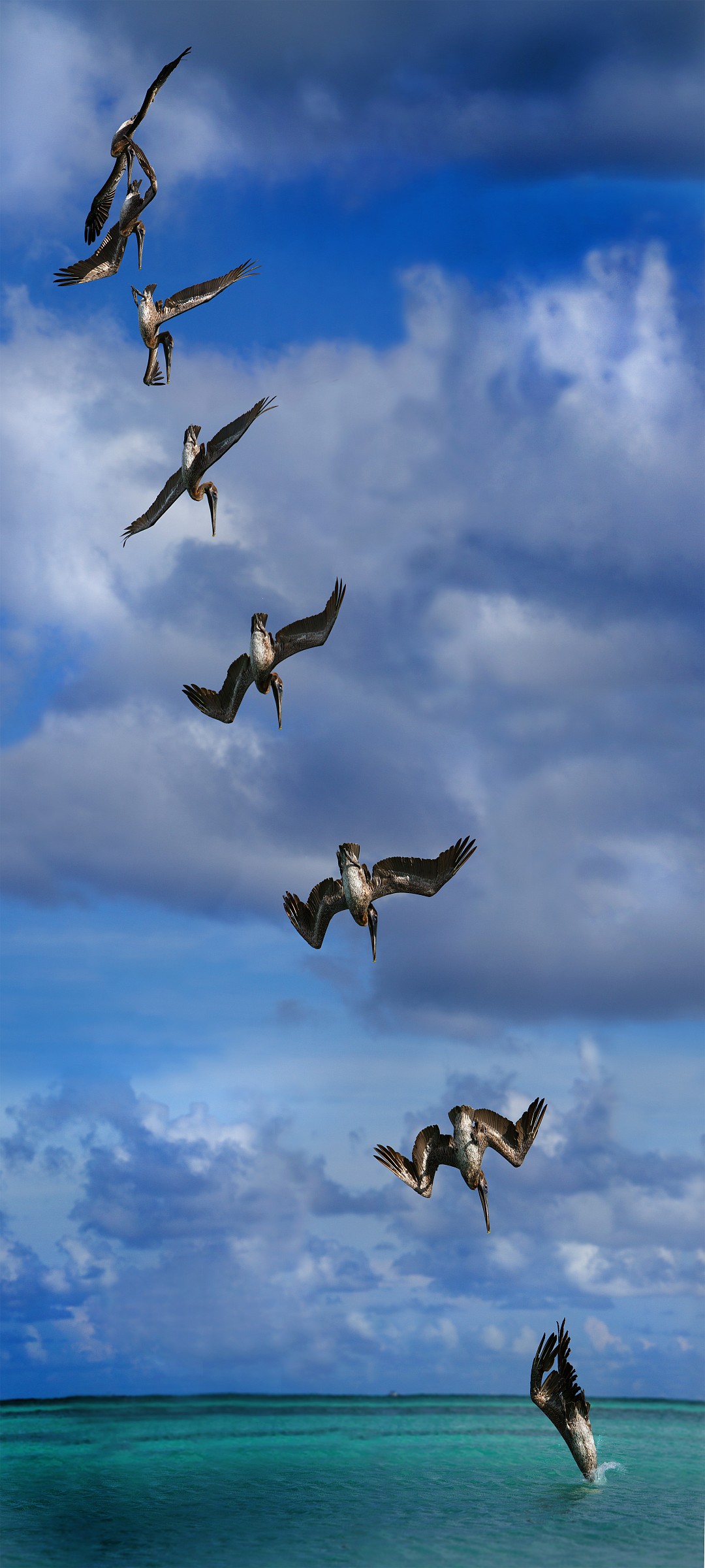 Pellicano Bruno in picchiata