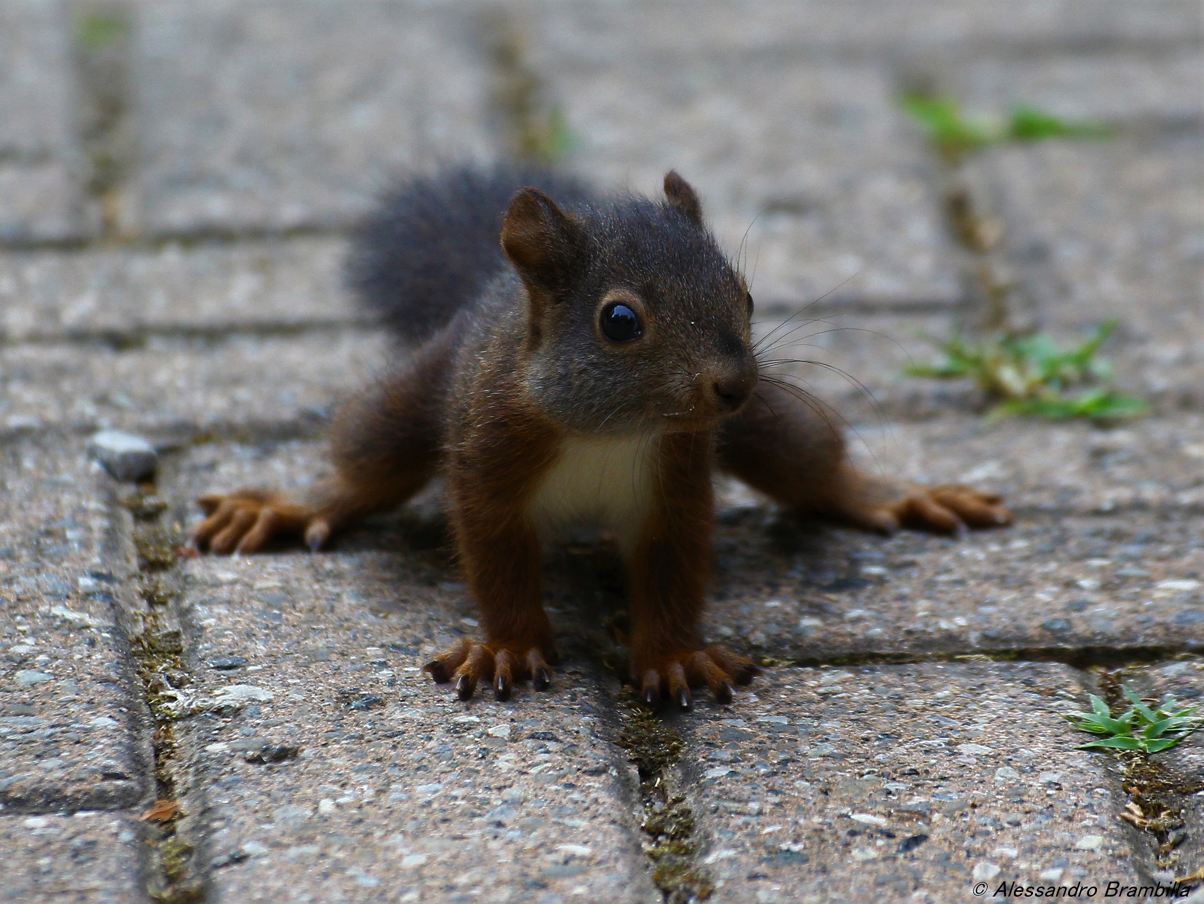 Piccolo di scoiattolo