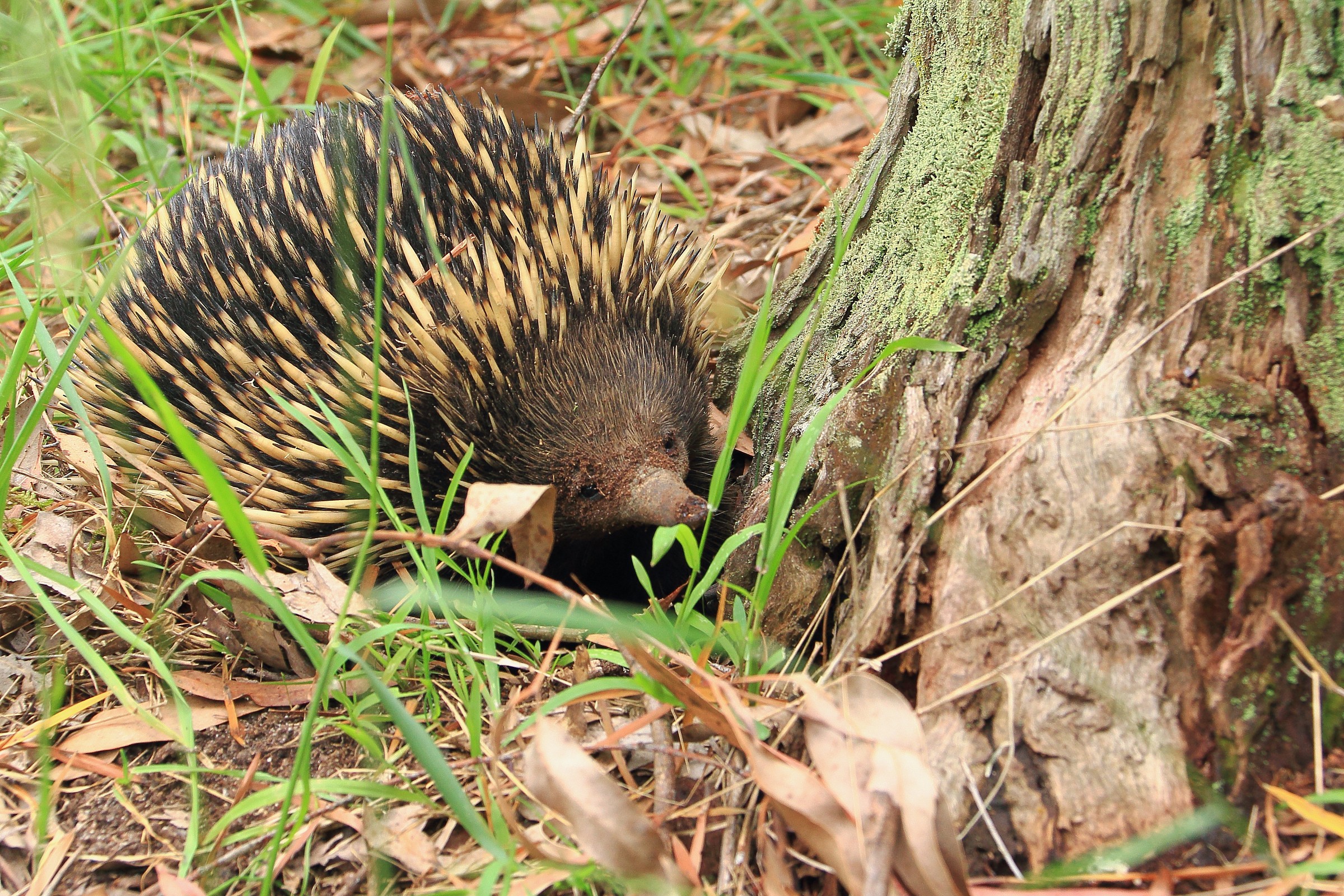 Echidna