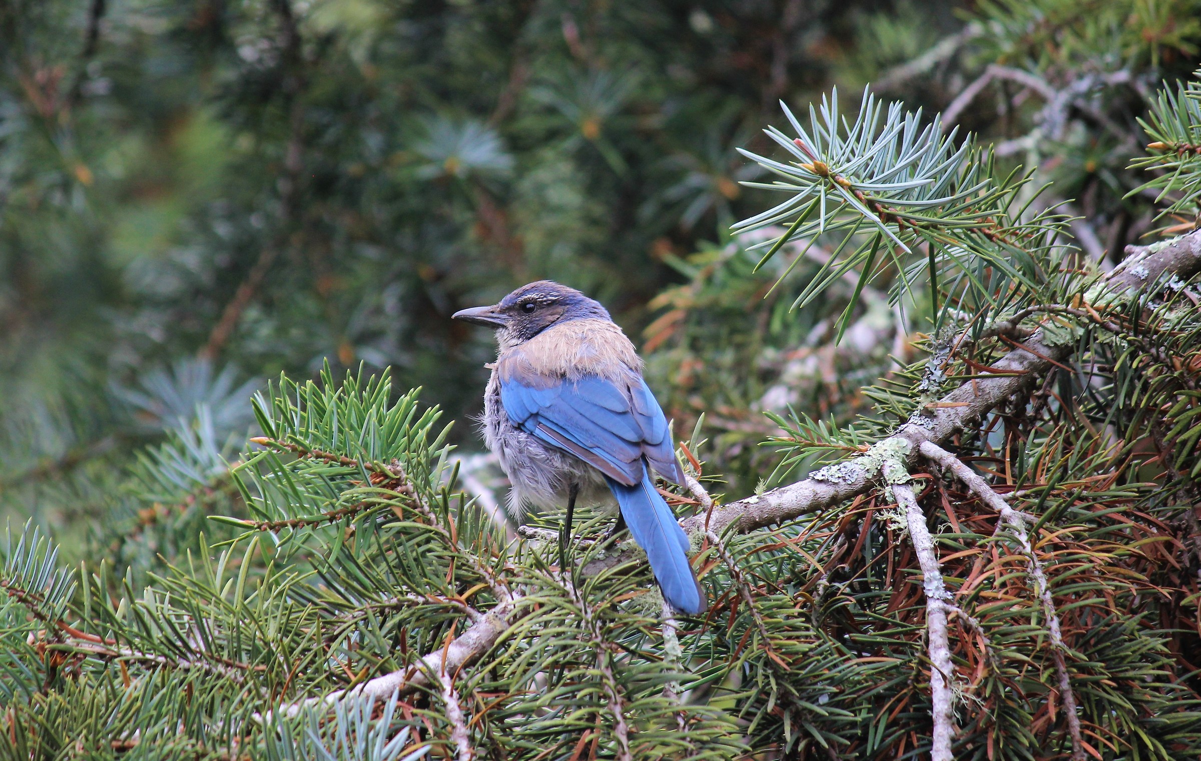 ghiandaia occidentale - western scrub jay