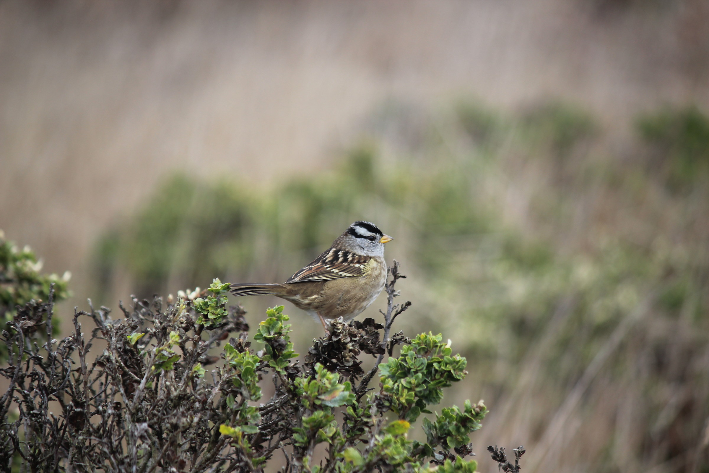passero dal sopracciglio bianco