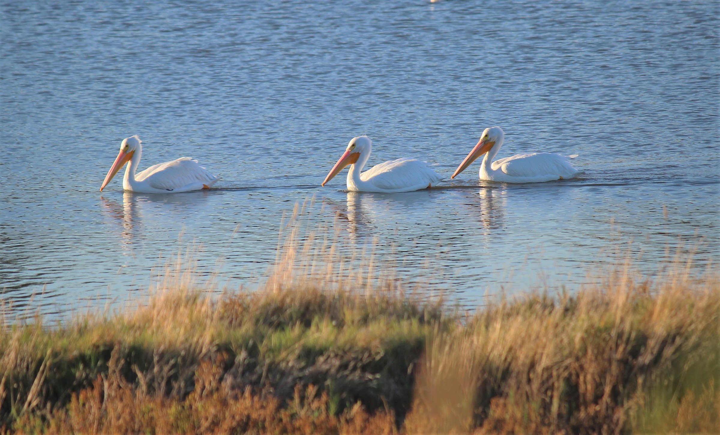 american white pelicans