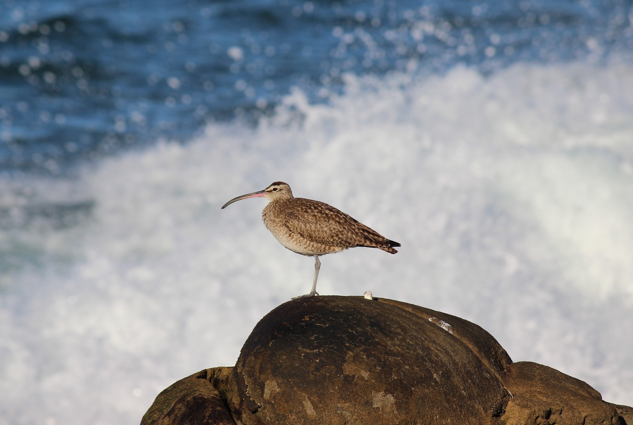 Whimbrel